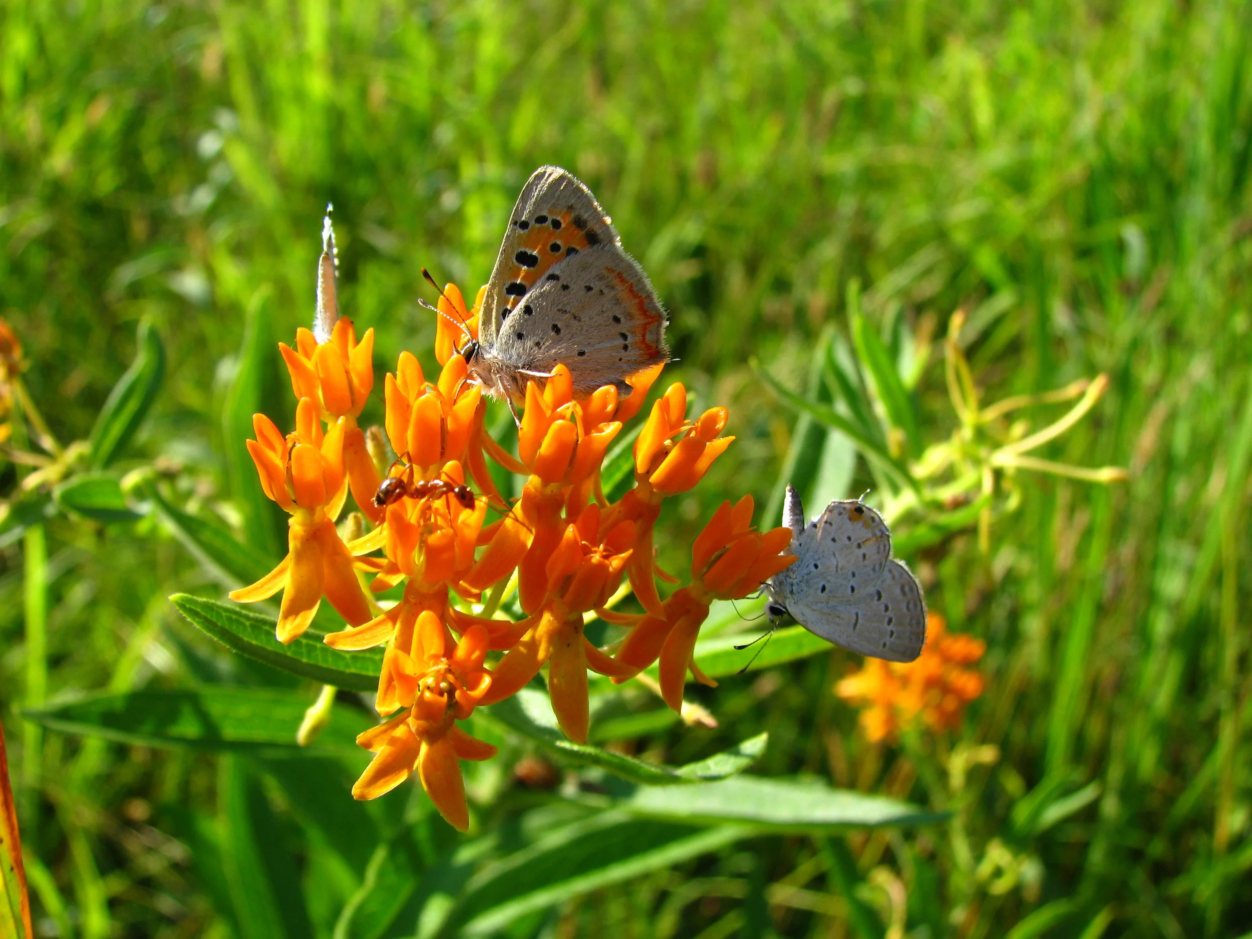 American Copper and Eastern Tailed-blue