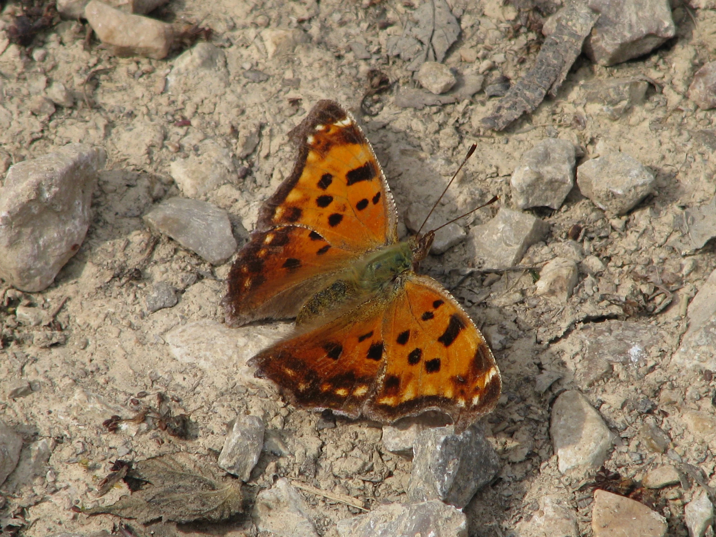 Eastern Comma