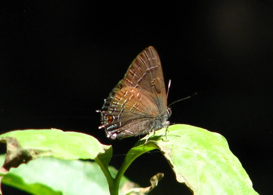 Banded Hairstreak