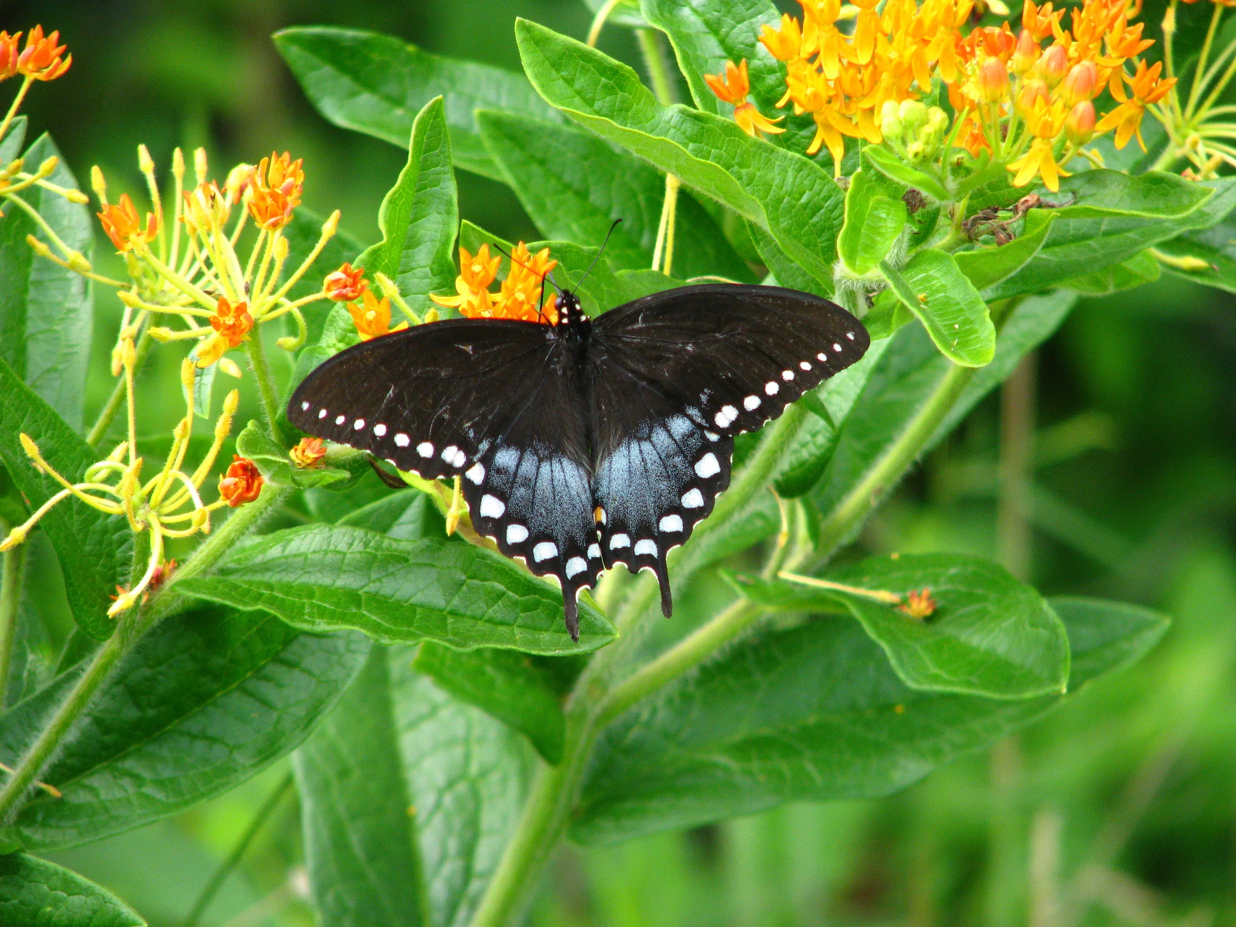 Spicebush Swallowtail