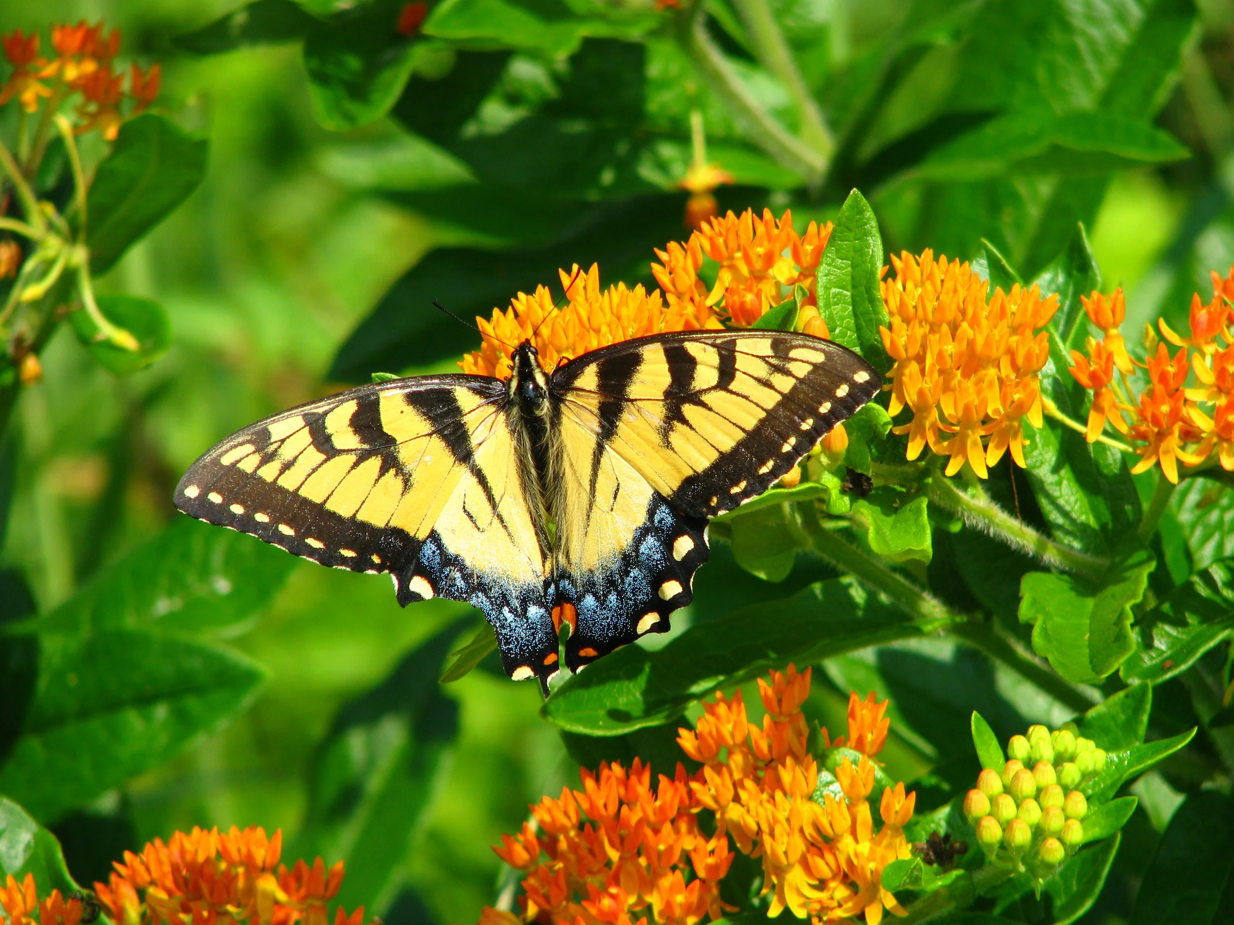 Eastern Tiger Swallowtail