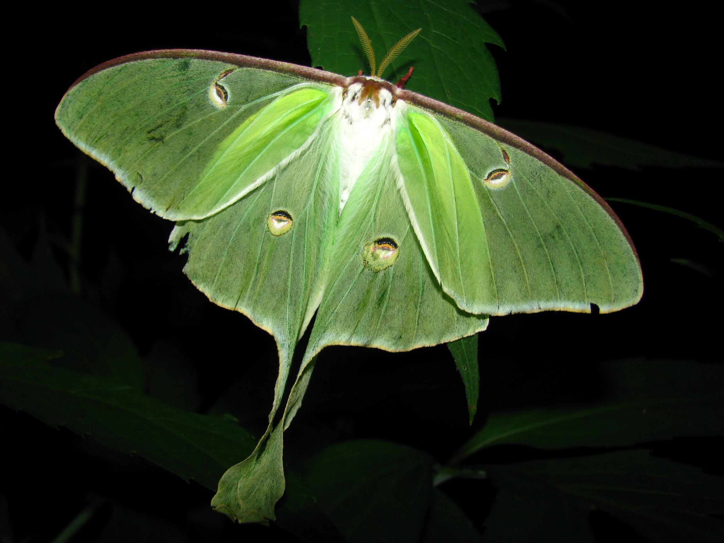Luna Moth