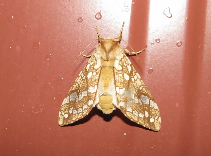 Hickory Tussock Moth