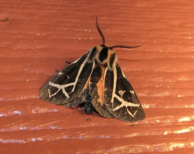 Williams' Tiger Moth