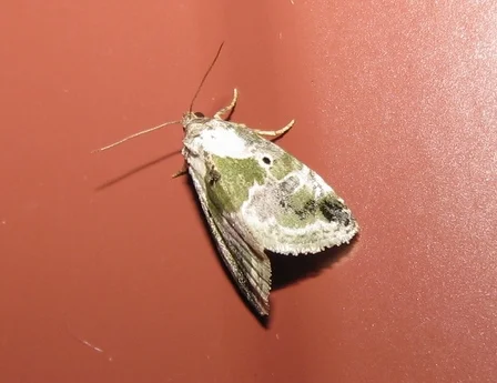 Black-dotted Lithacodia Moth