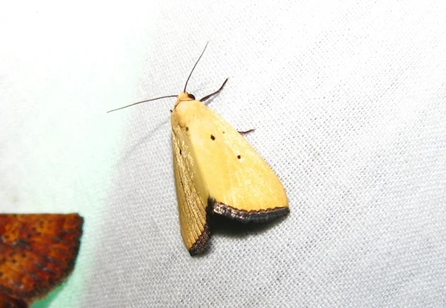 Black-bordered Lemon Moth