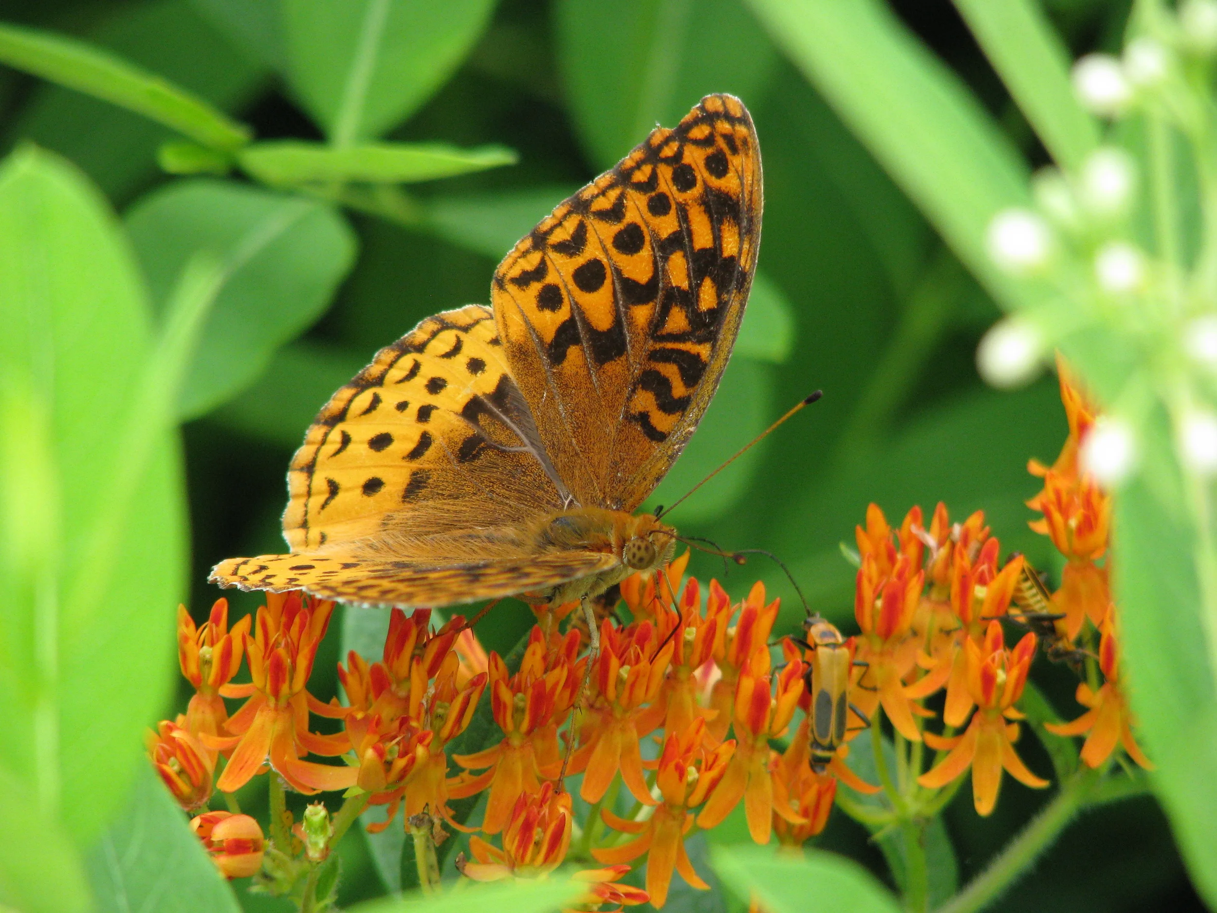 Great Spangled Fritillary