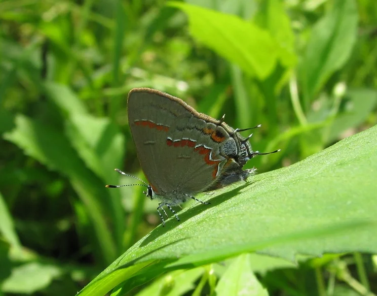 Red-banded Hairstreak