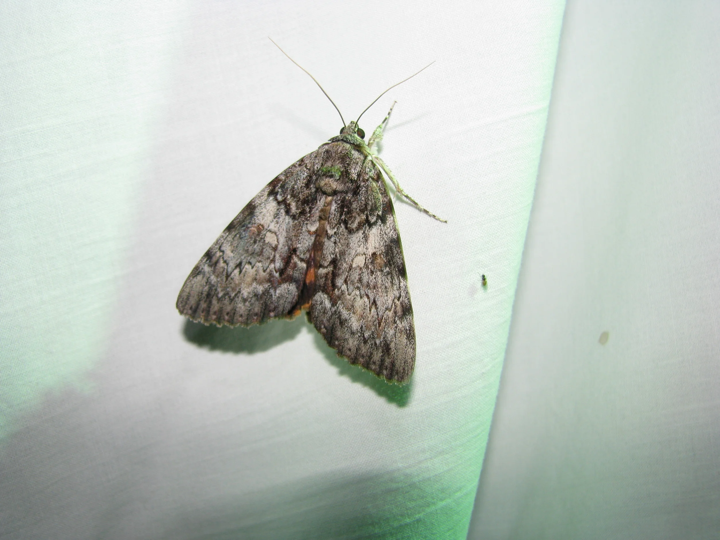 Youthful Underwing
