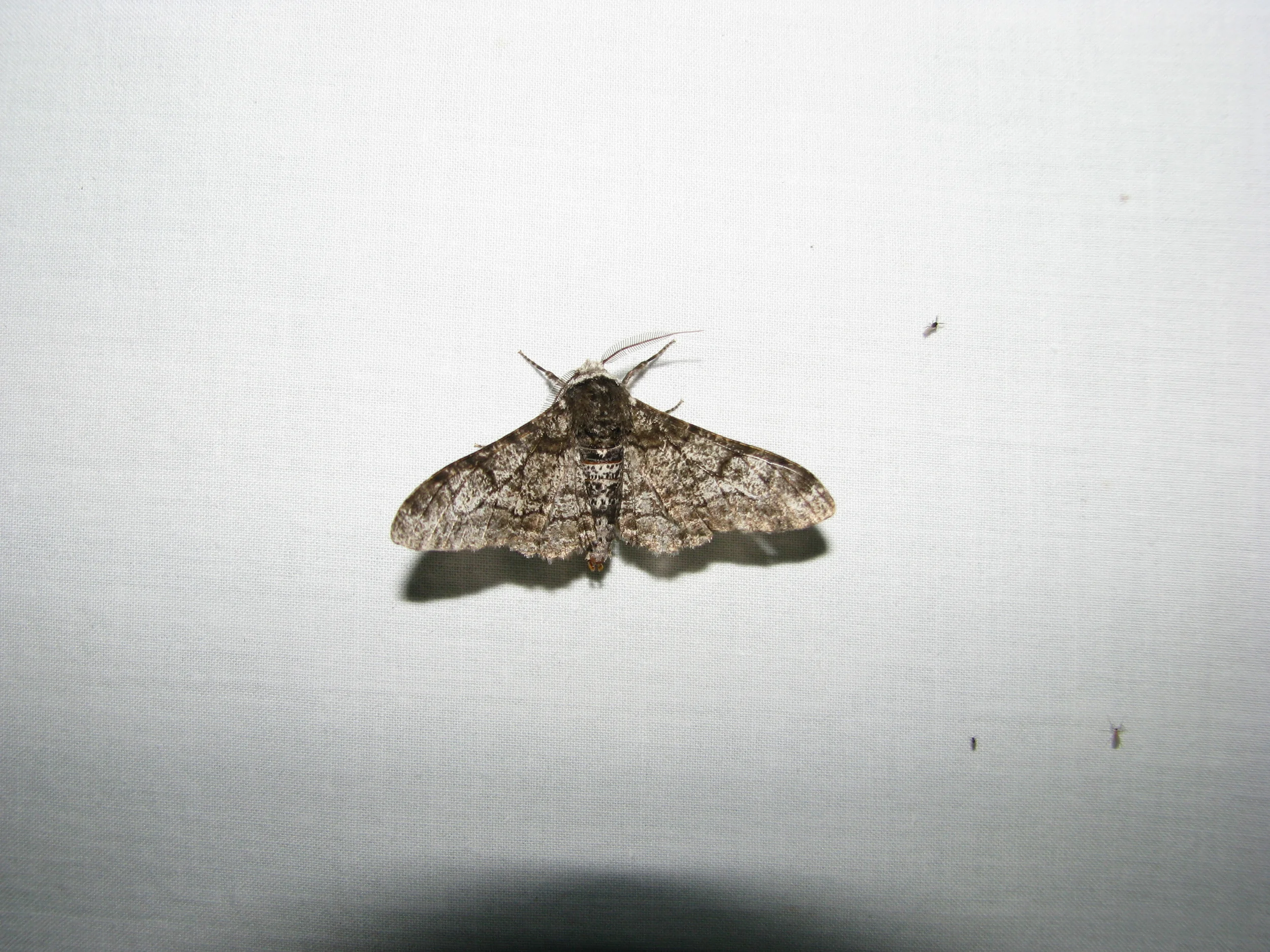 Peppered Moth