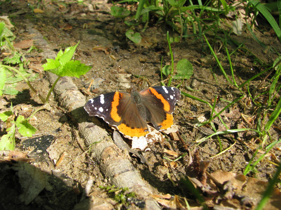 Red Admiral