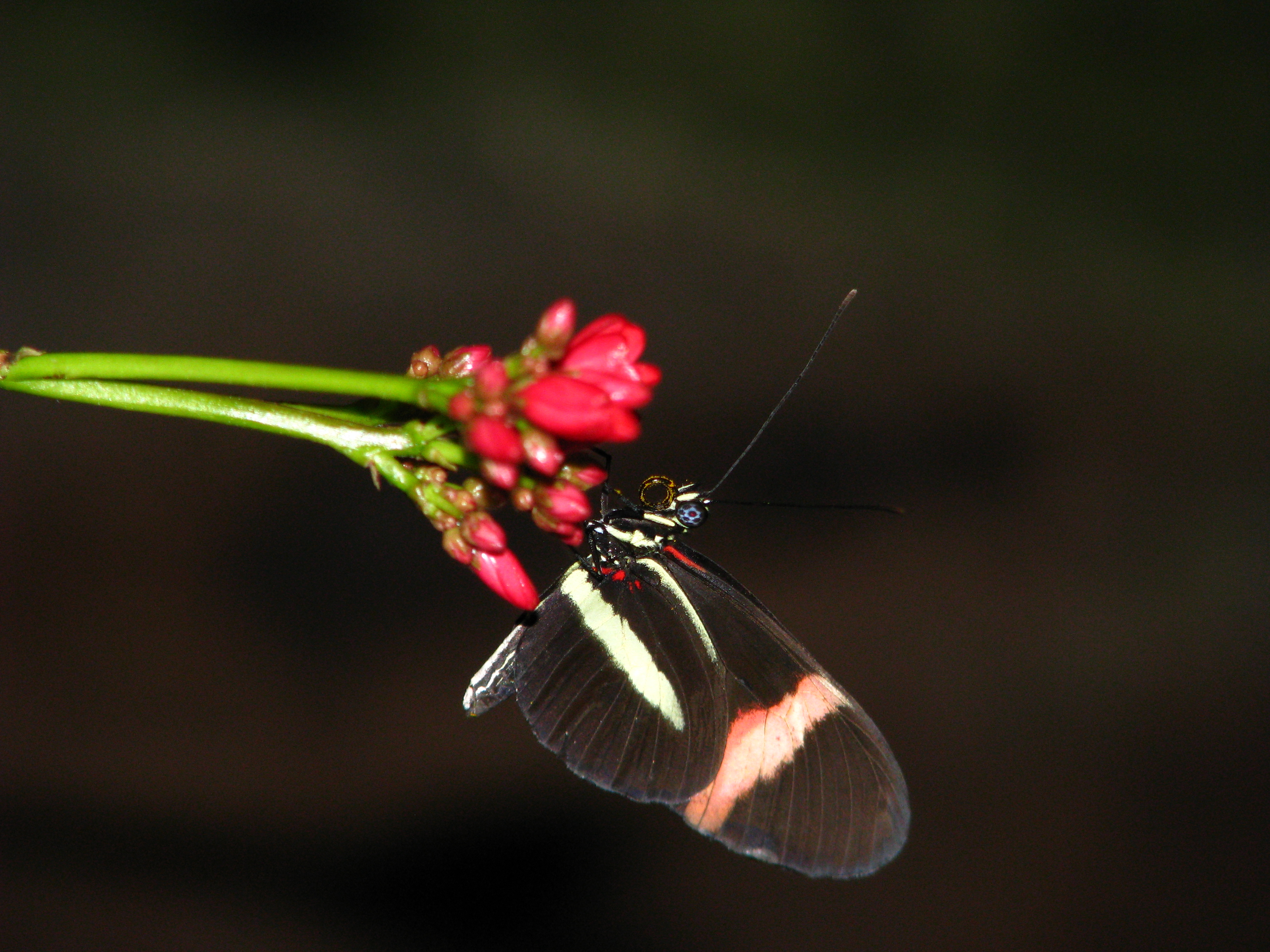Postman, a tropical species feeding on pollen.