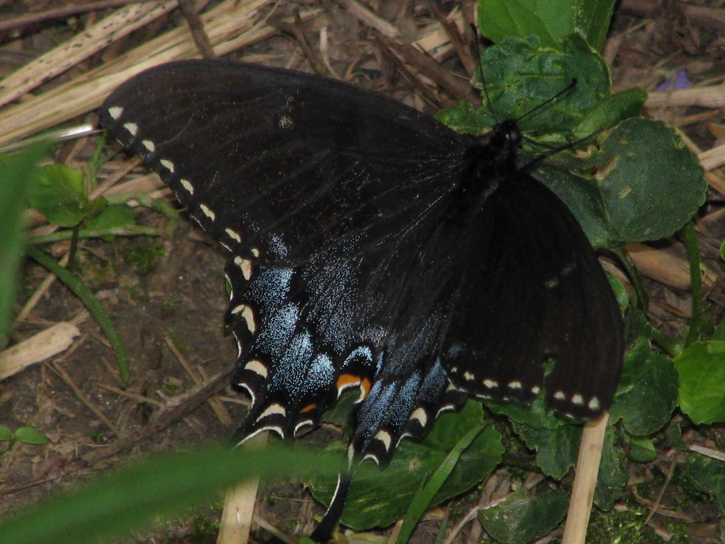 Butterfly Basics How do you tell whether a butterfly is male or female
