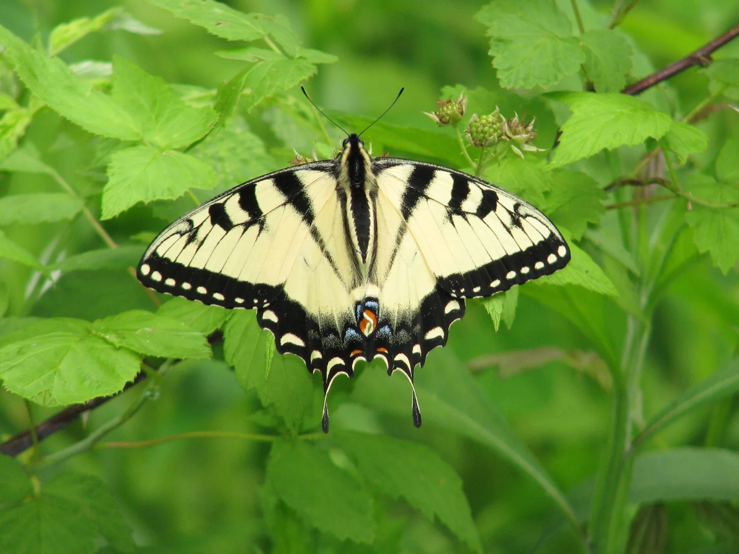 Butterfly Basics How do you tell whether a butterfly is male or female