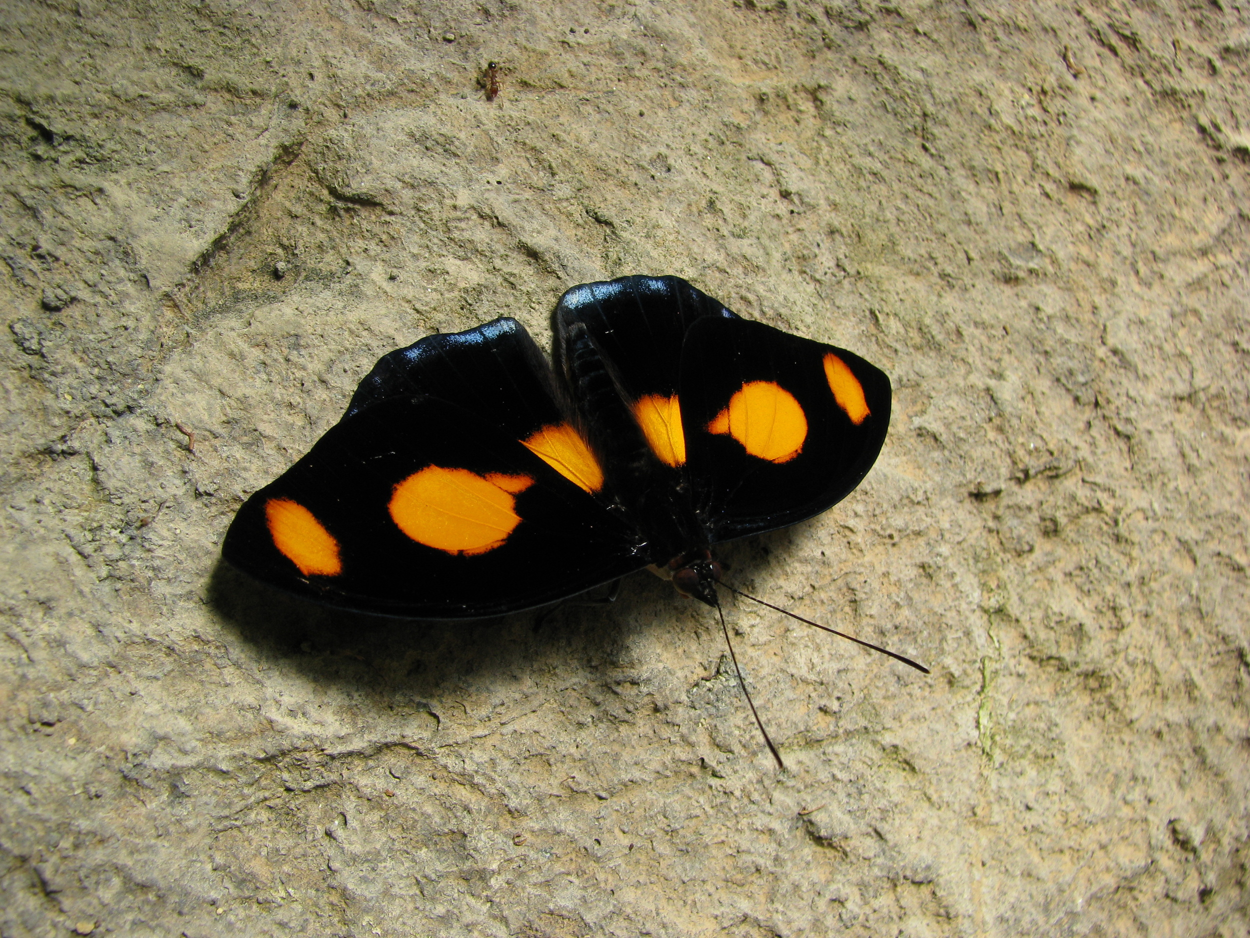 Tropical butterfly Grecian Shoemaker with large bright spots designed to signal potential mates.