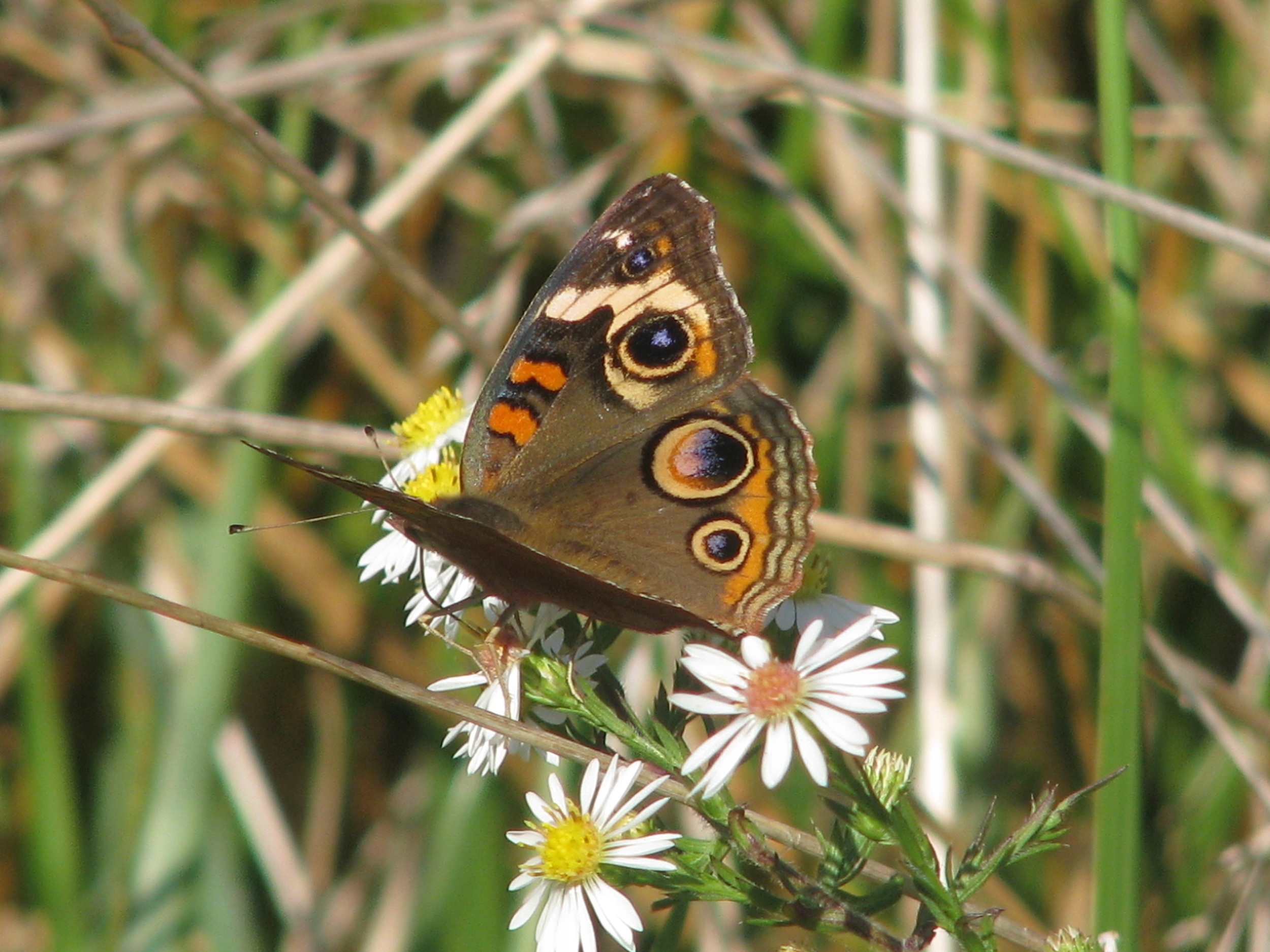 Common Buckeye with large eye spots designed to confuse predators.