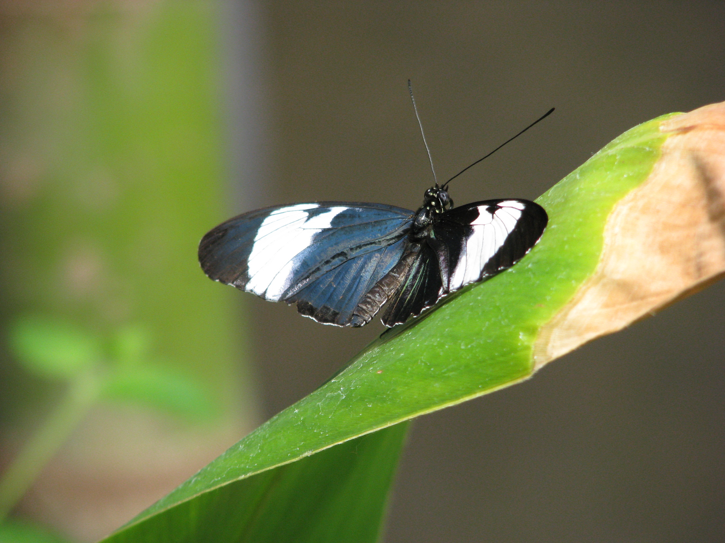Typical Blue and White Longwing ( Heliconius cydno )