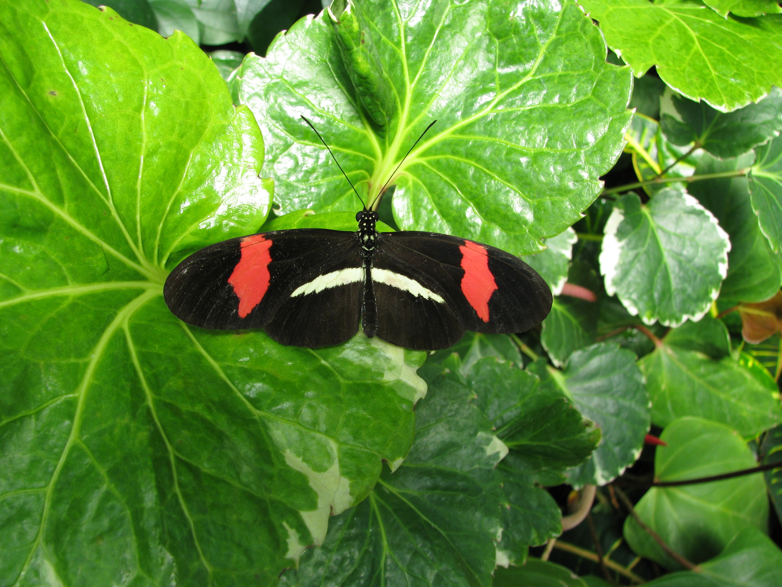 Typical Small Postman ( Heliconius erato ).