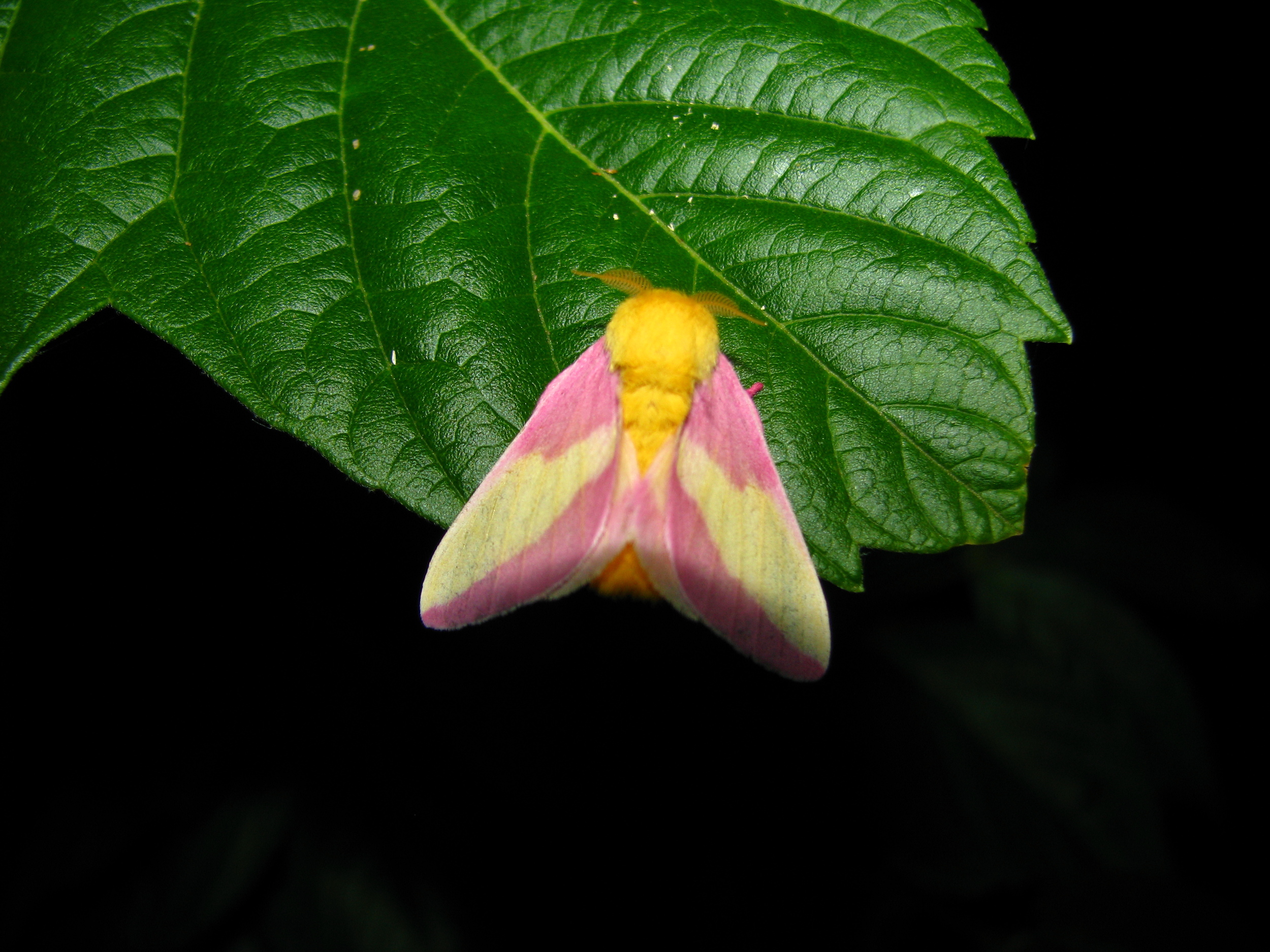 Rosy Maple Moth with feathery antennae.