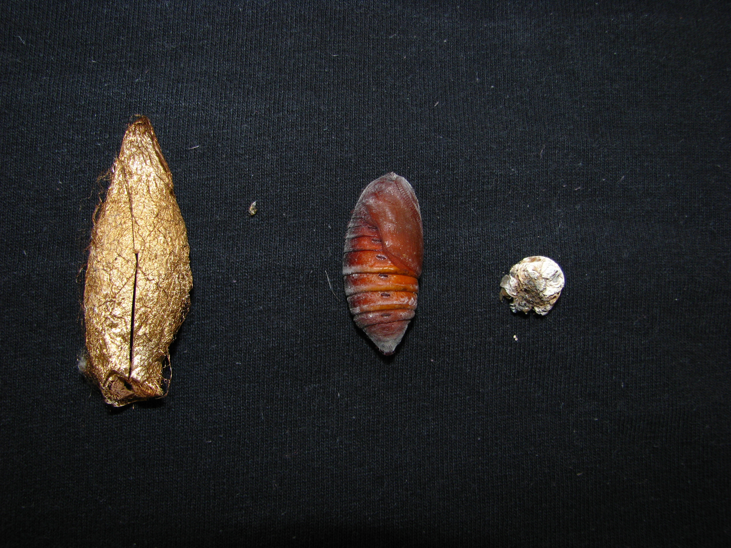 Moth cocoon, pupa that was within, and final skin shed of caterpillar that was inside cocoon.