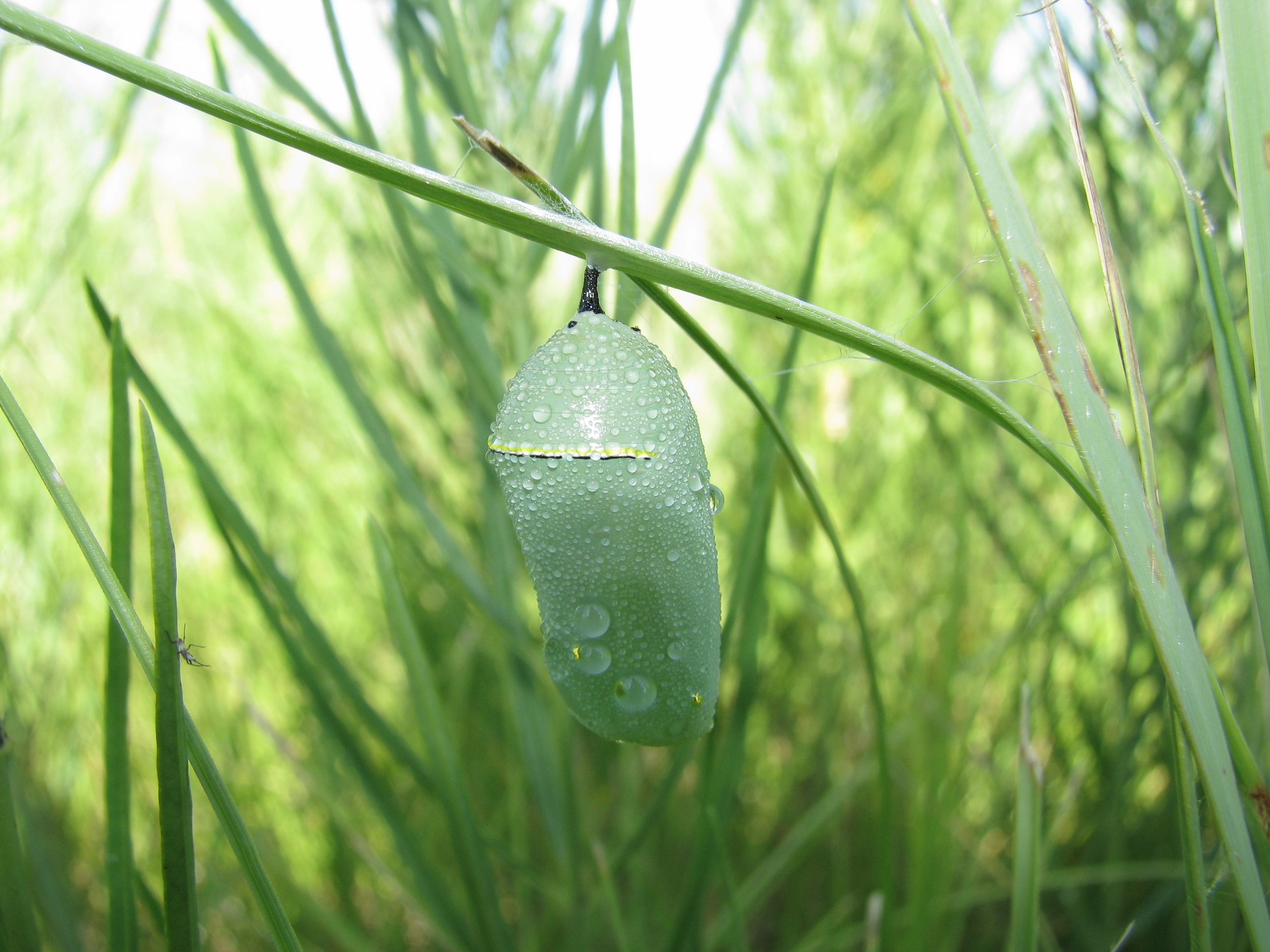 Monarch butterfly chrysalis.