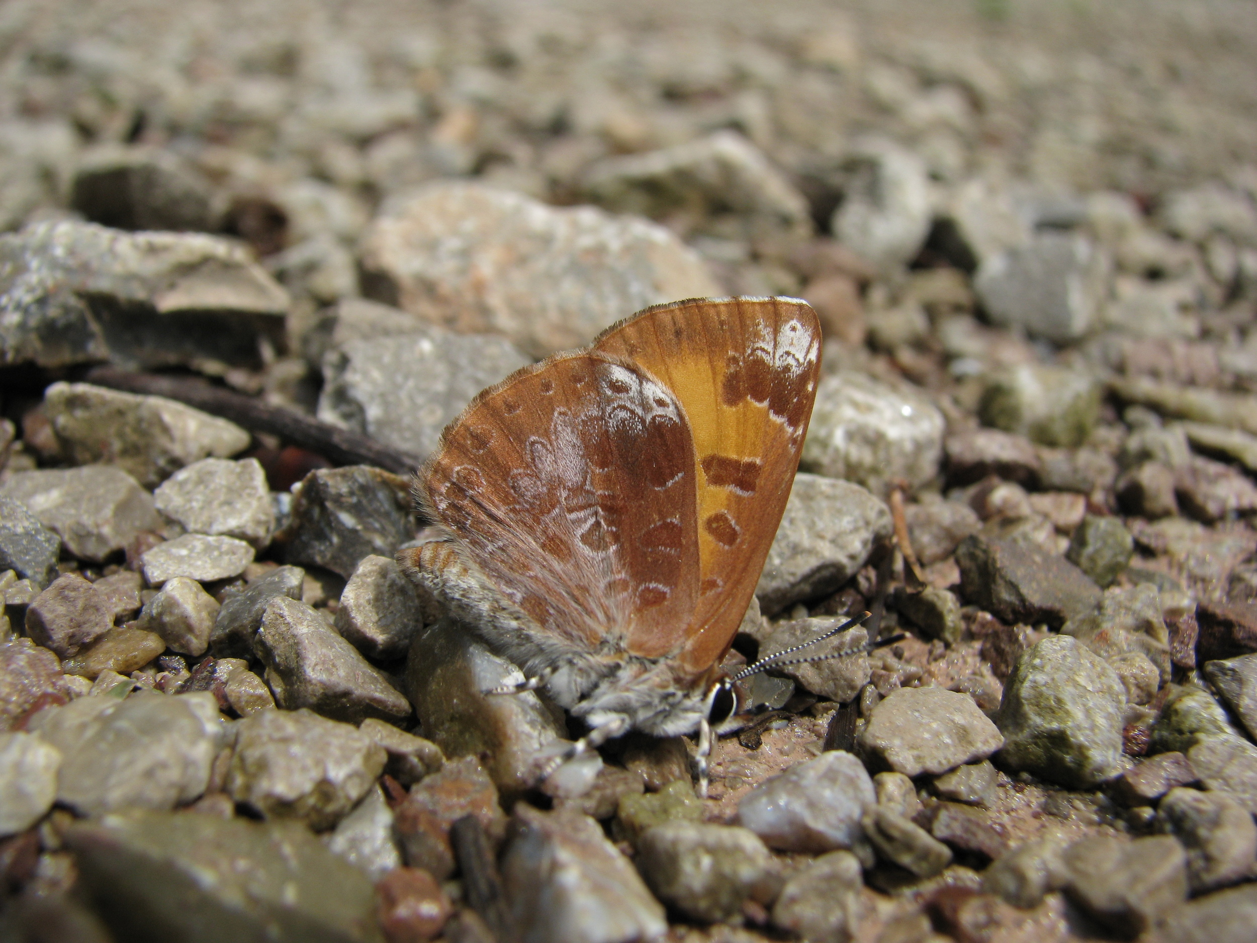 Harvester butterfly displaying 'normal' butterfly resting position.