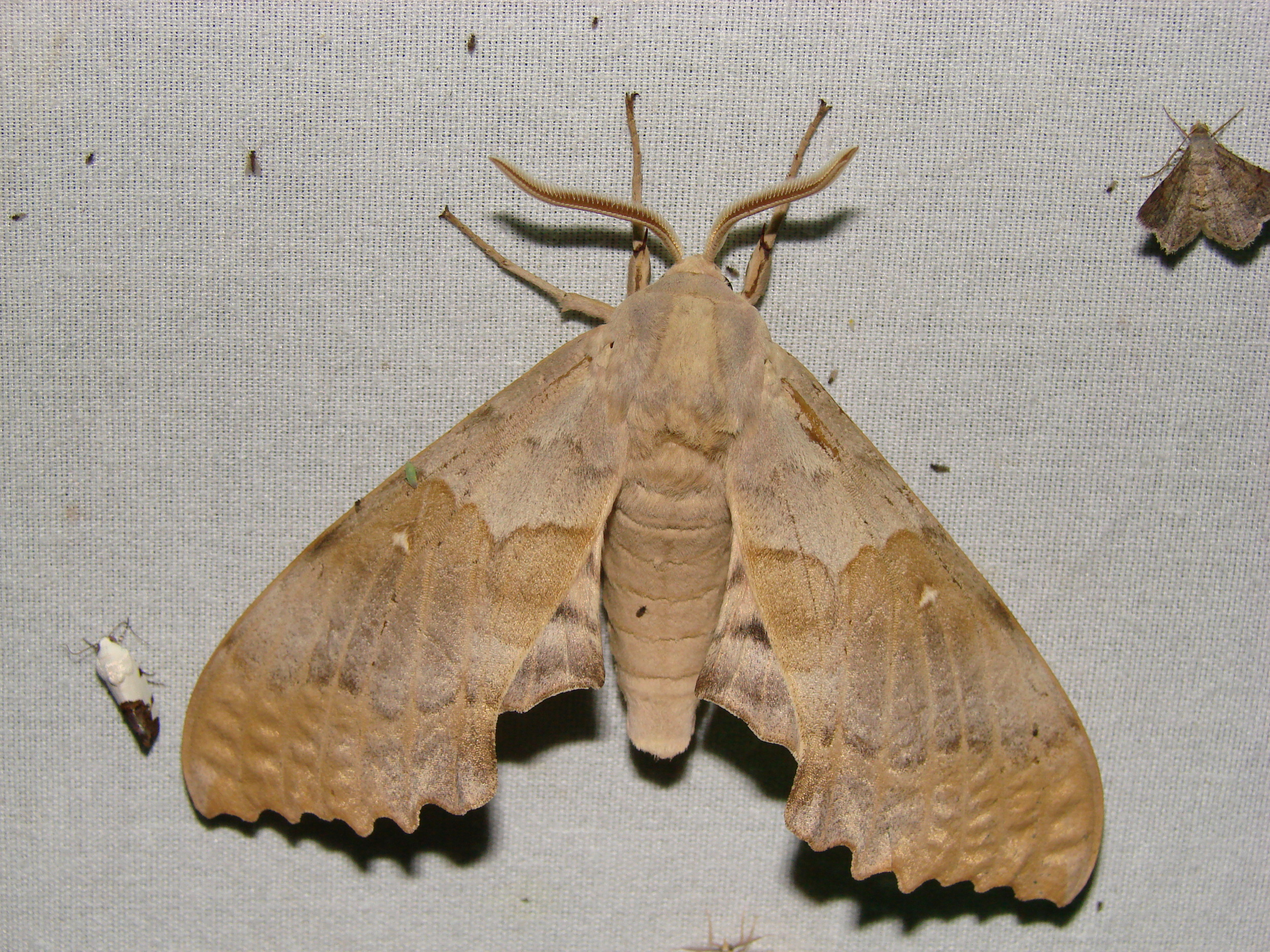 Big Poplar Sphinx moth displaying "normal" resting position.