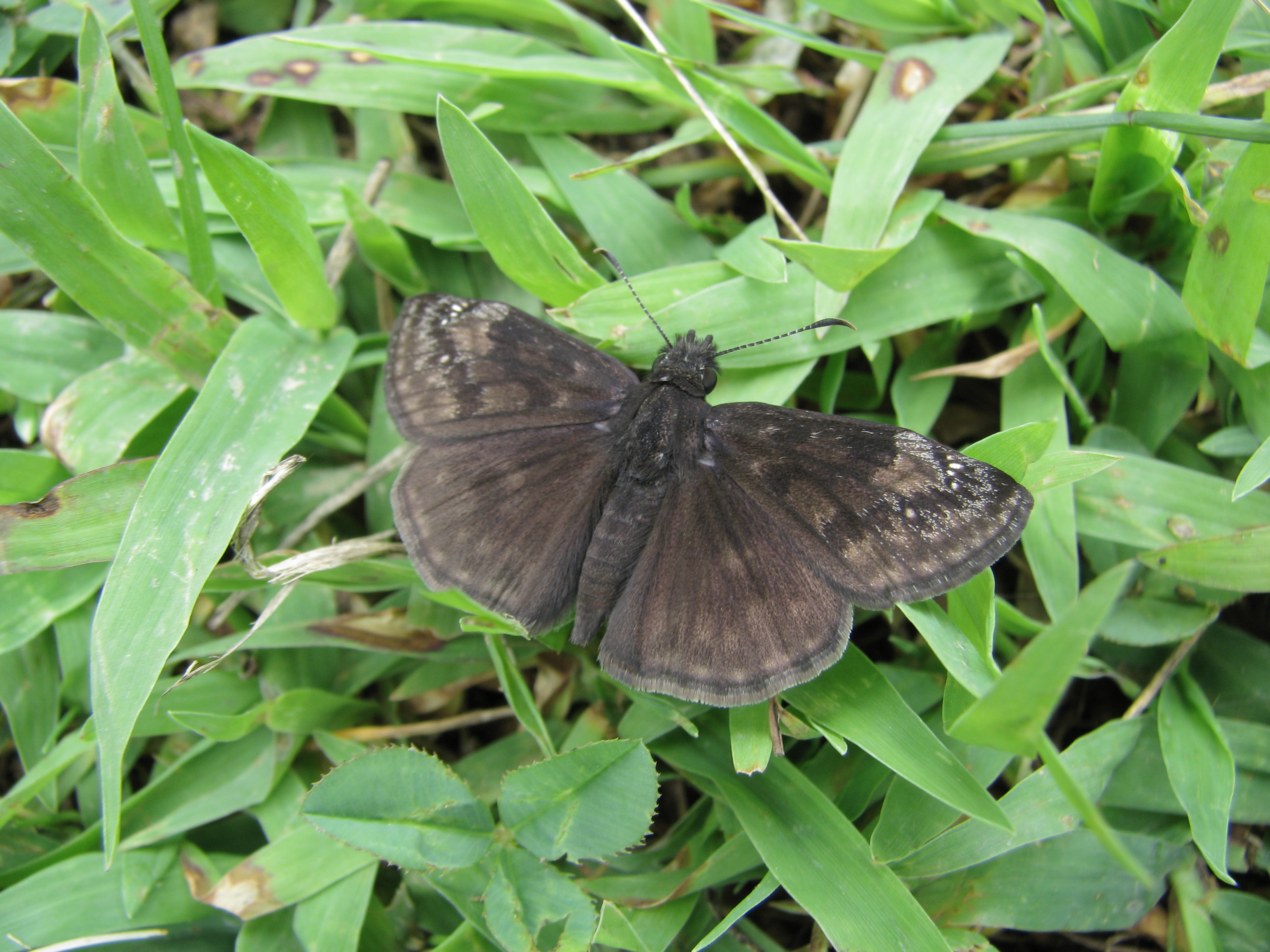 Wild Indigo Duskywing (a spreadwing skipper) at rest with wings spread.