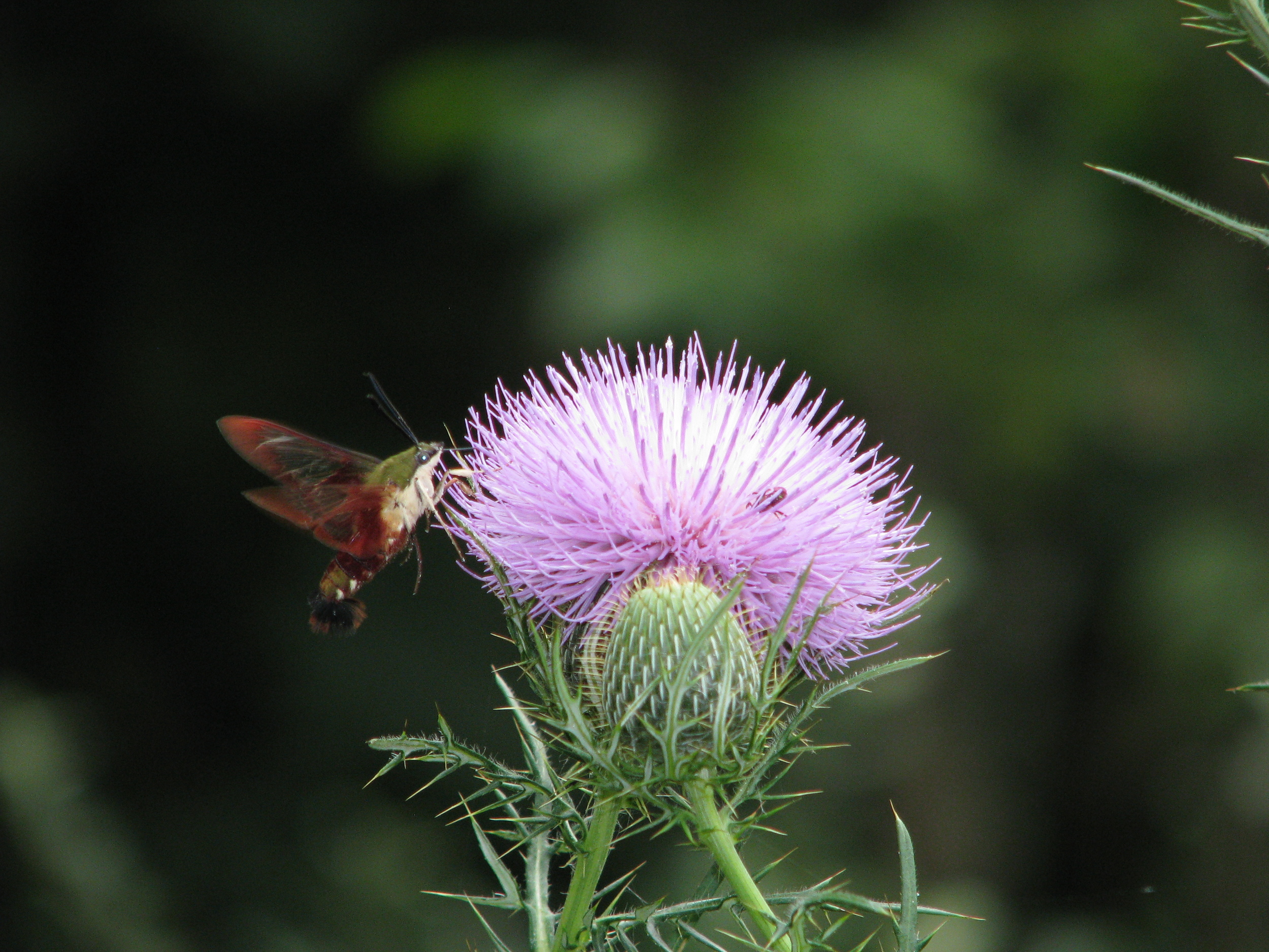 Hummingbird Clearwing Moth, active during the day.