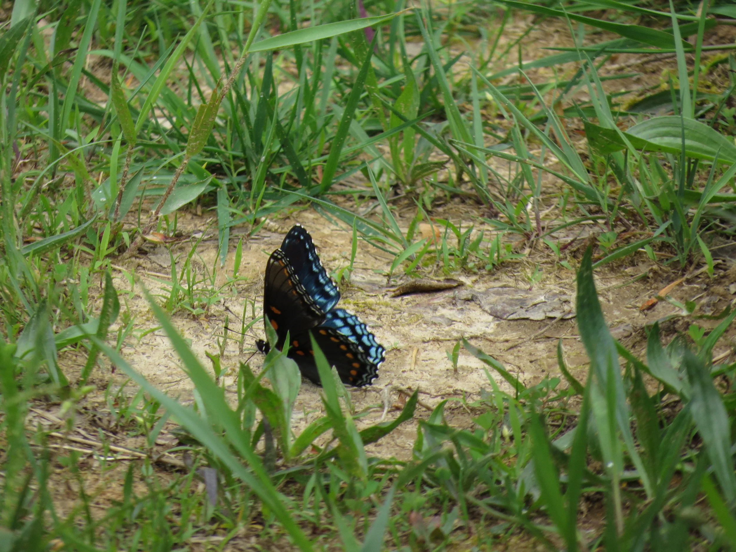  Red-spotted Purple 