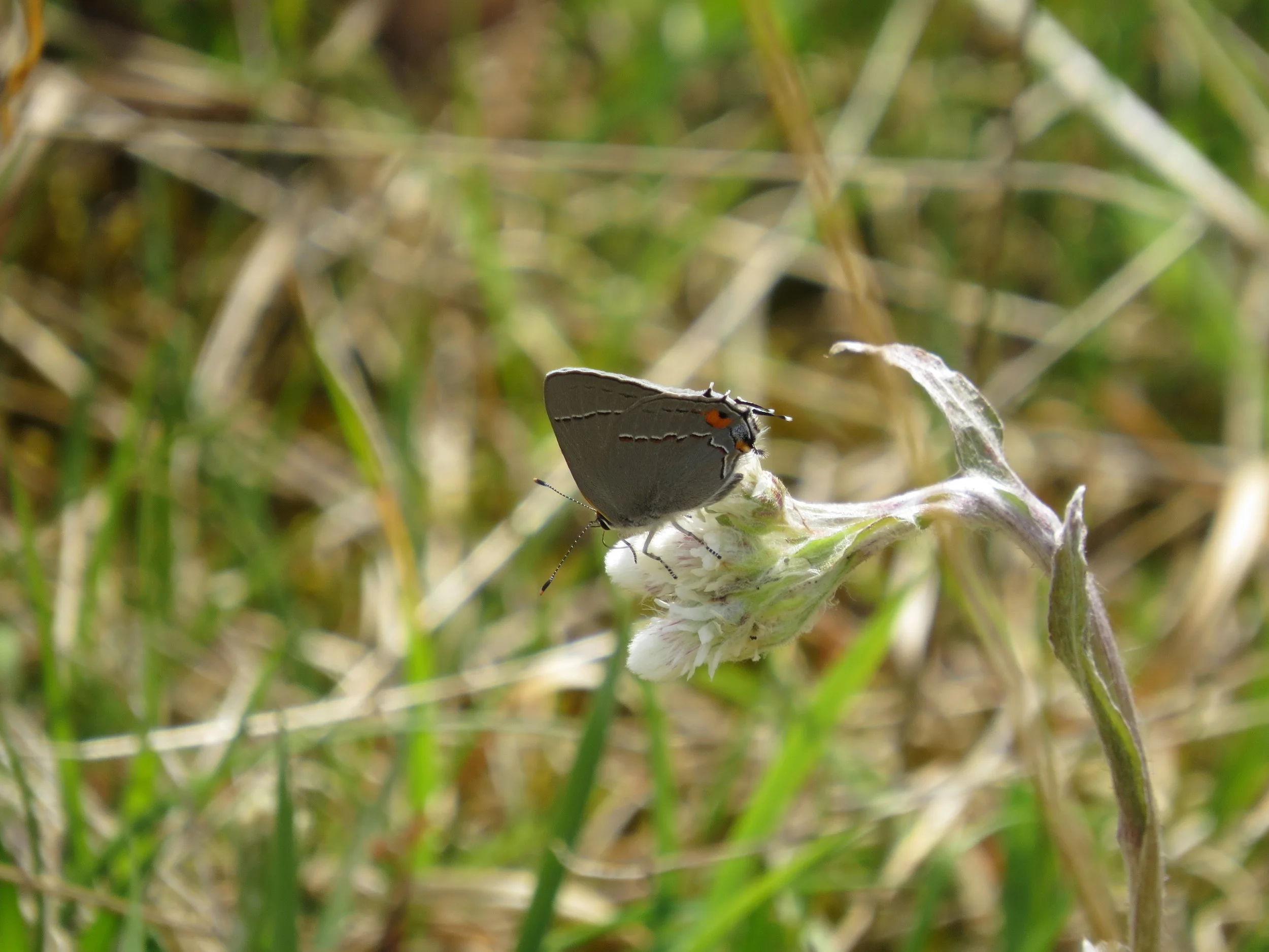  Gray Hairstreak 