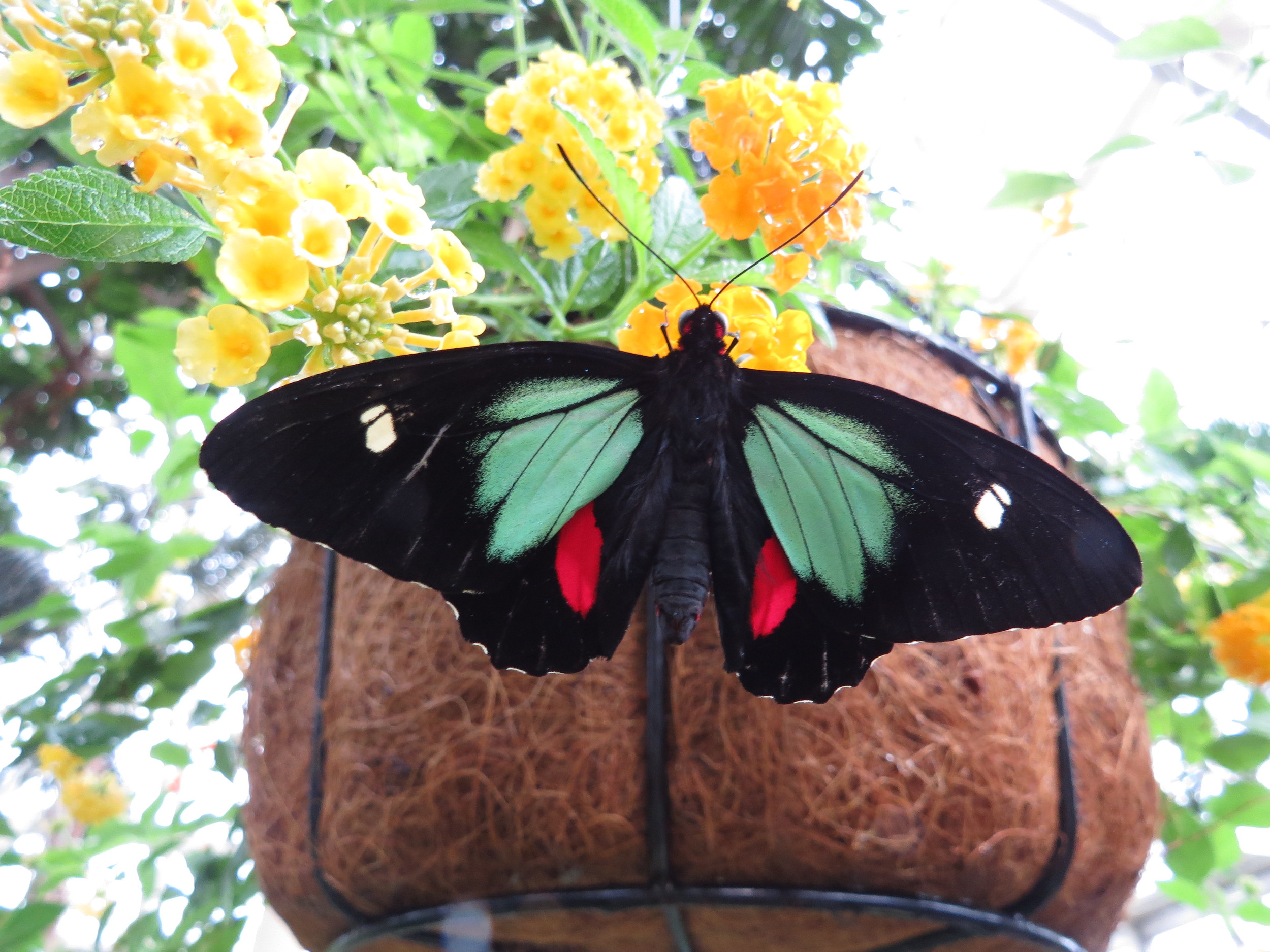 Male Pink Cattleheart