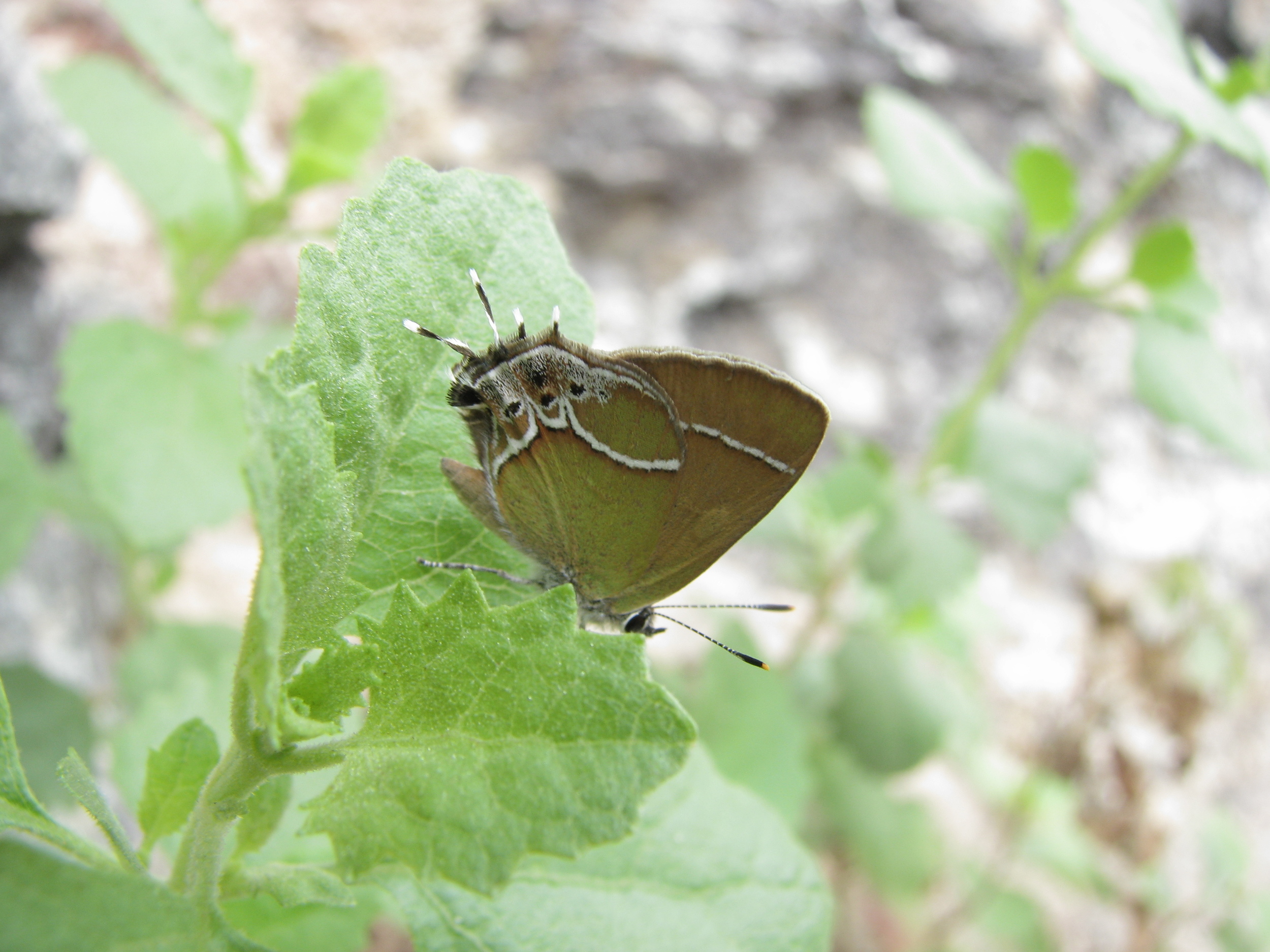 Xami Hairstreak, Boyce Thompson Arboretum, Superior, AZ