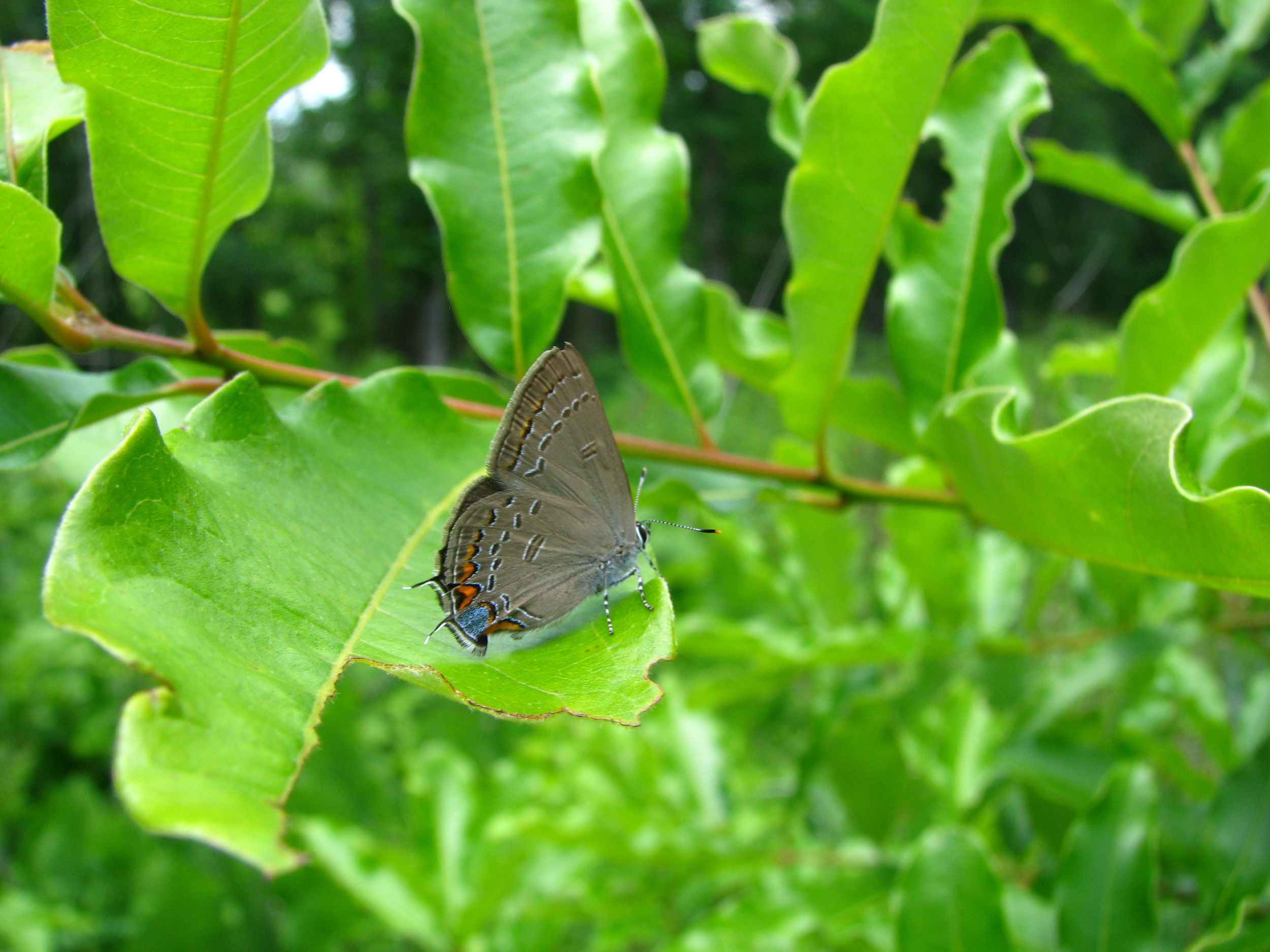  Edwards Hairstreak, Ohio 