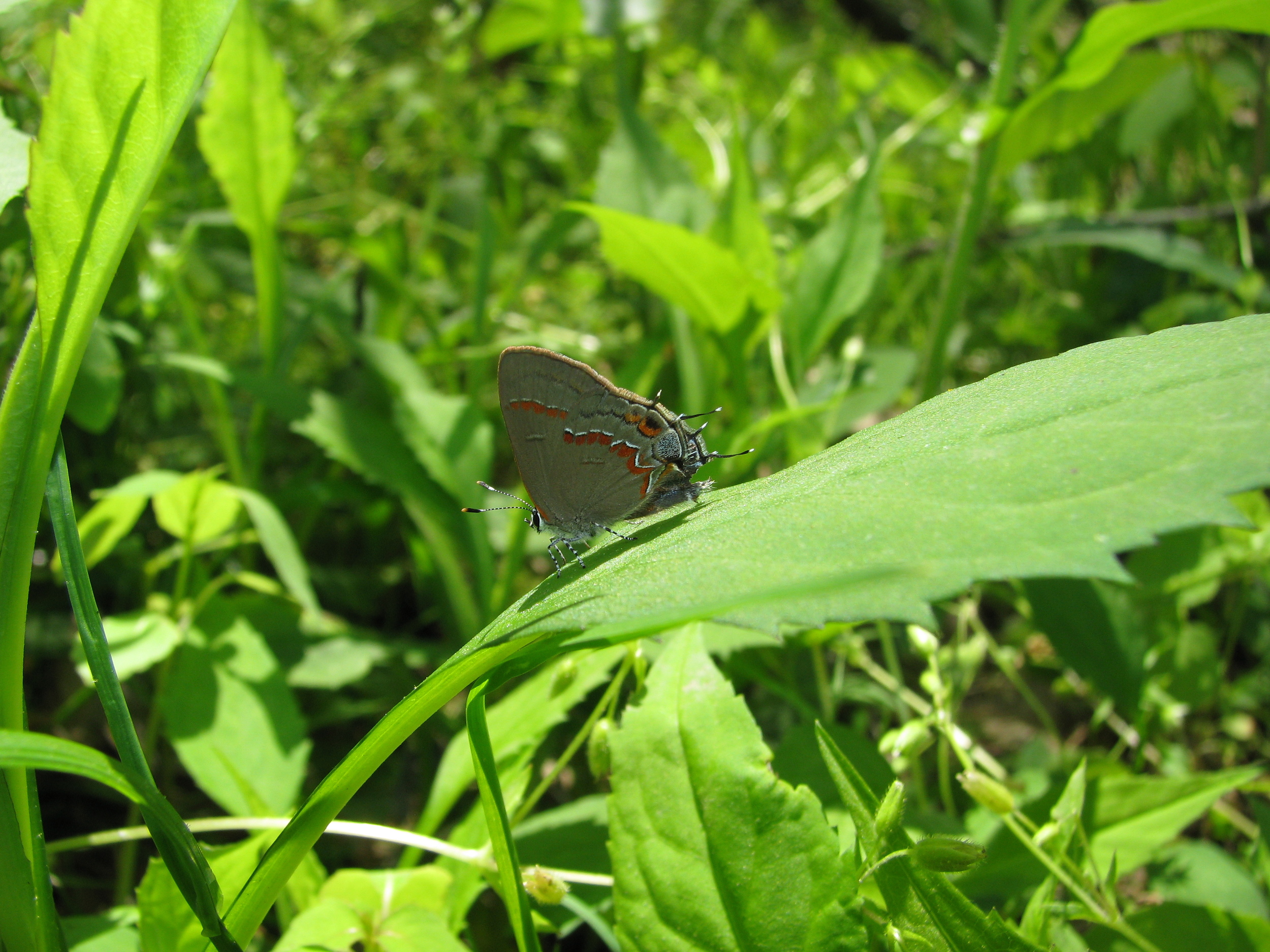  Red-banded Hairstreak, Ohio 