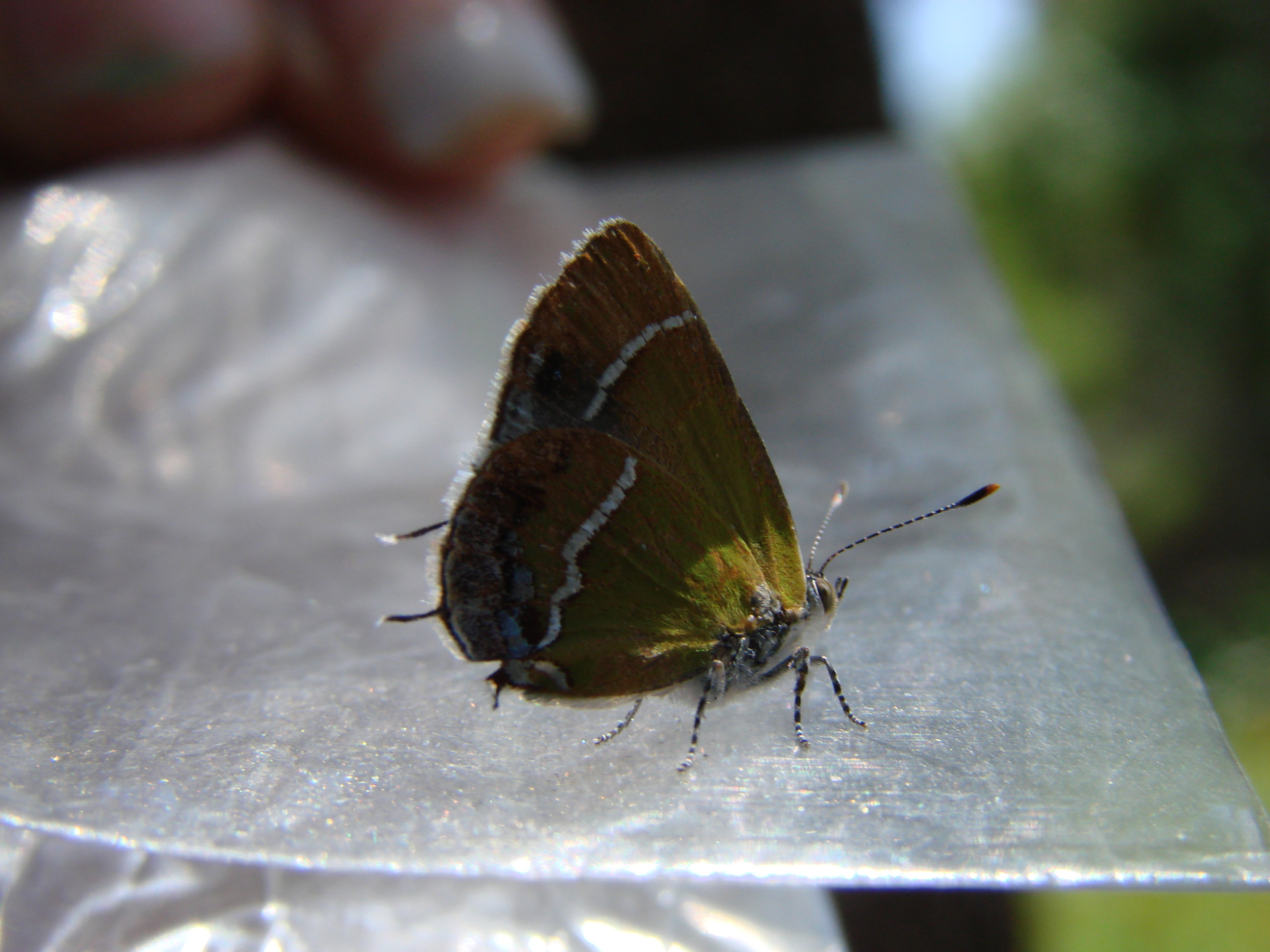  Silver-banded Hairstreak, Arizona 