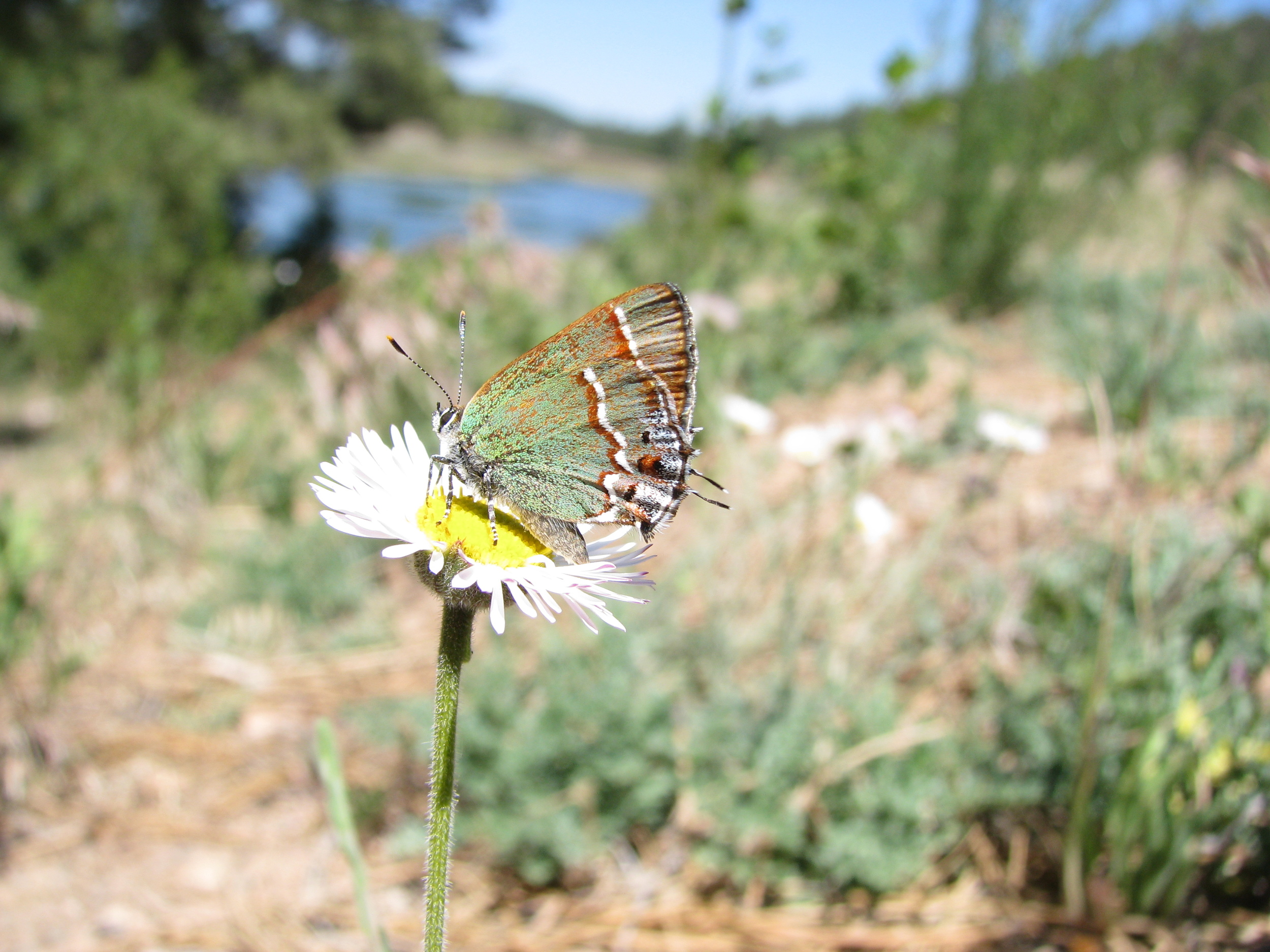  Juniper Hairstreak, Arizona 