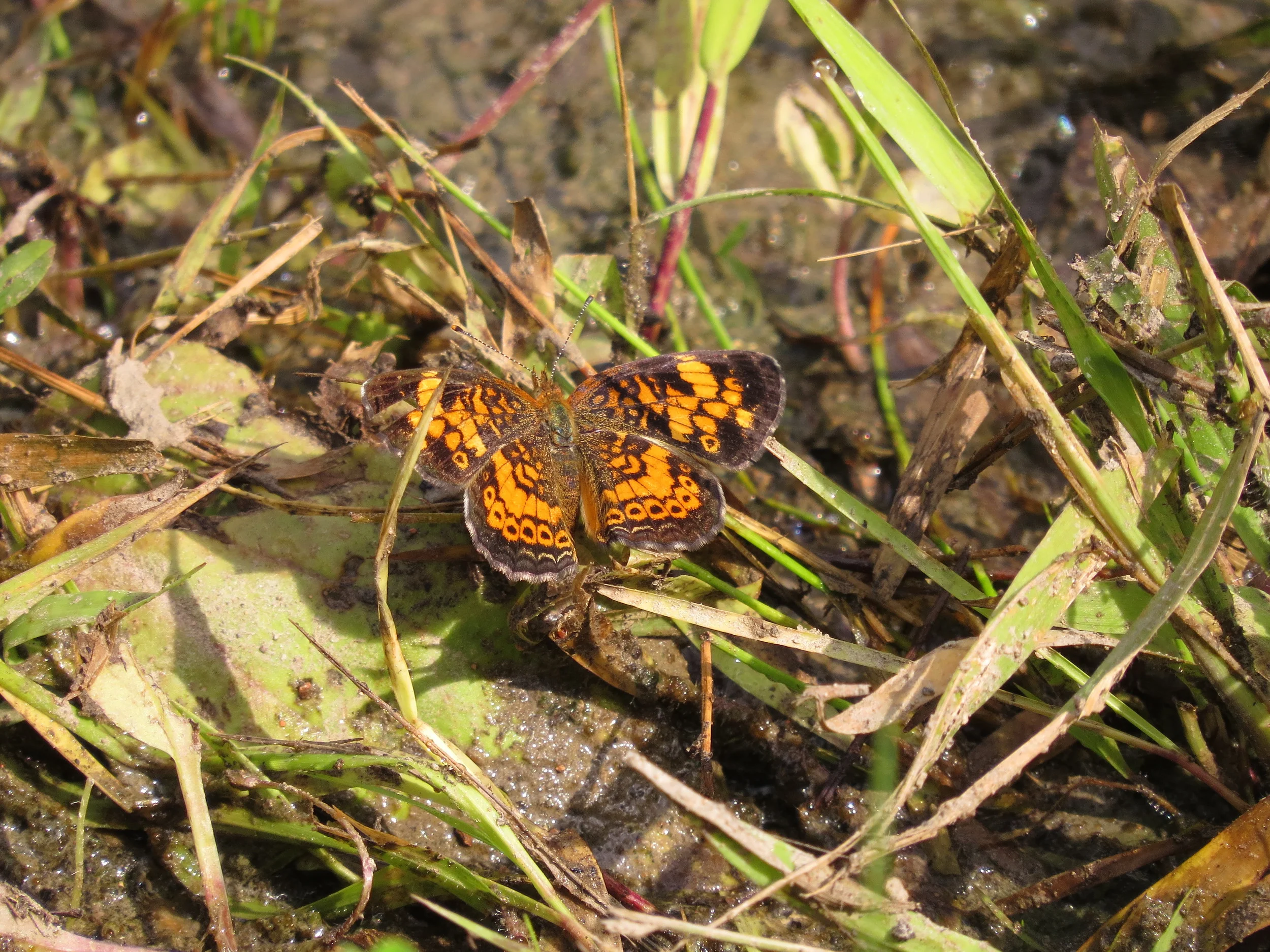 Pearl Crescent