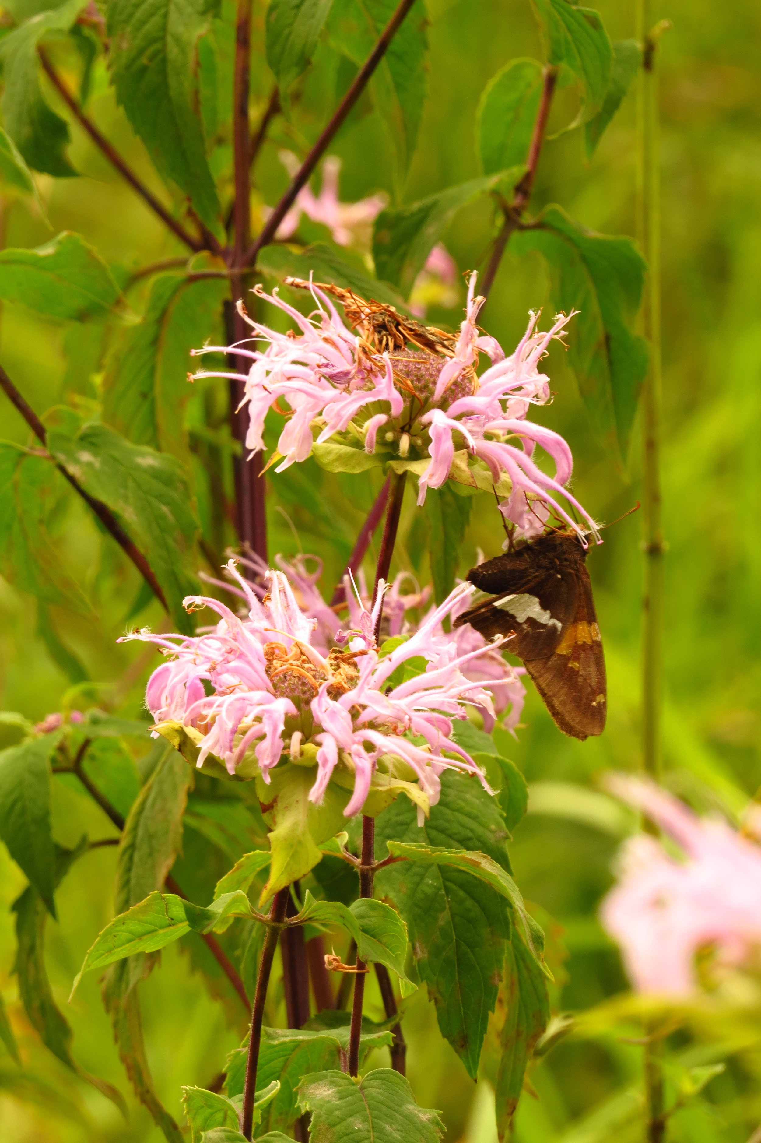 Silver-spotted Skipper