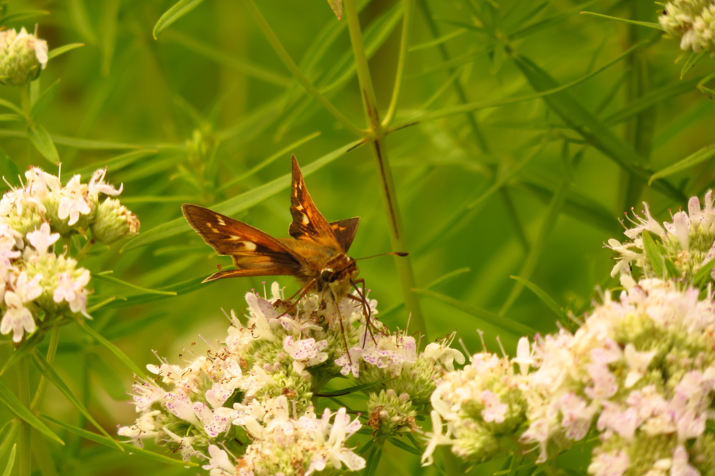Sachem (female)