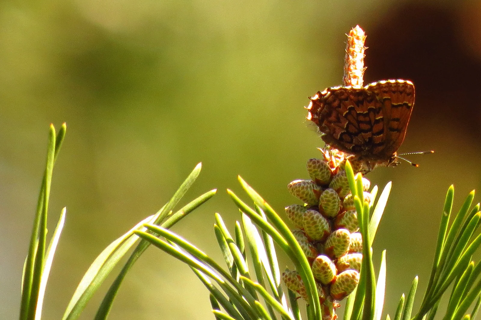 butterfly_home.jpg