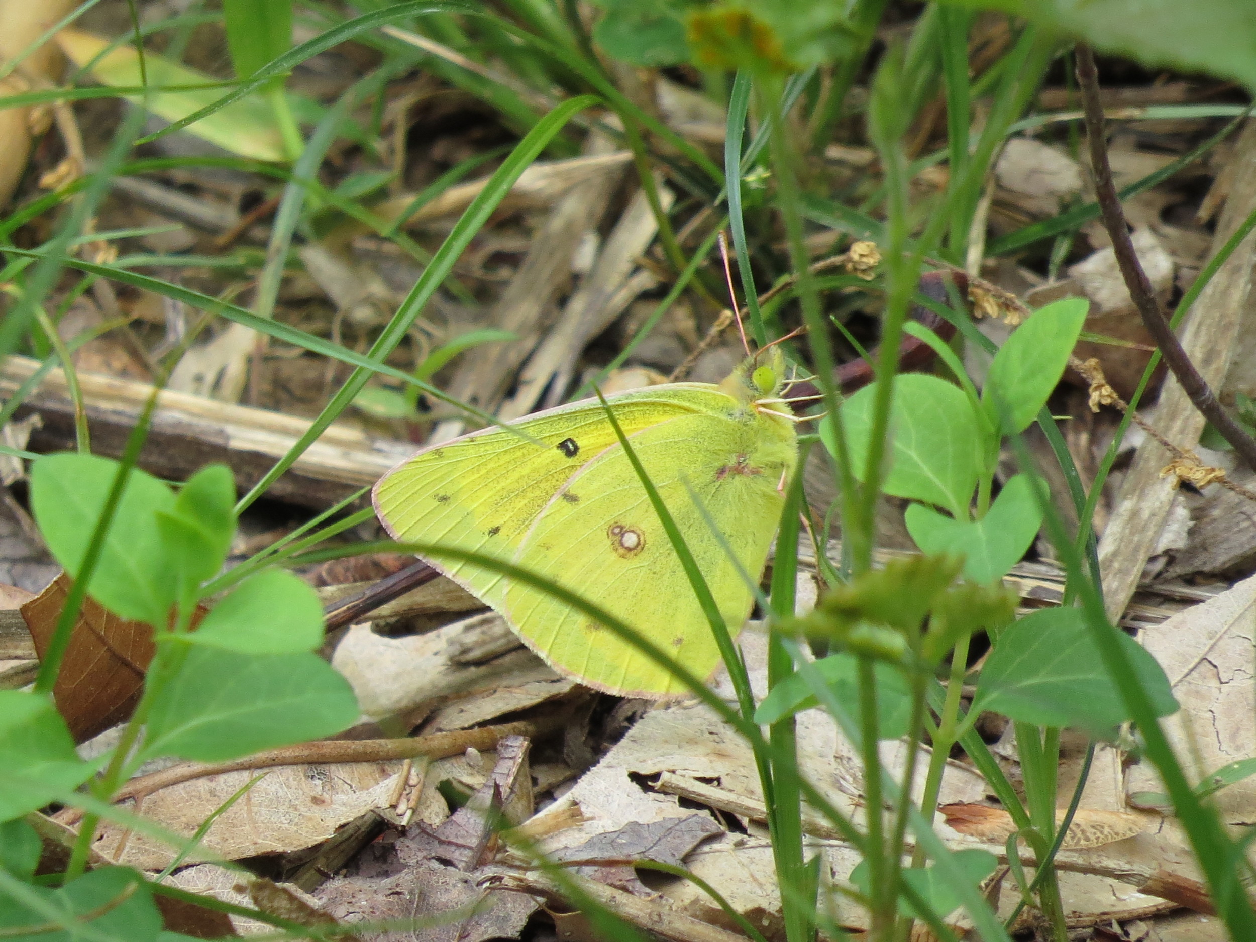 Orange Sulphur
