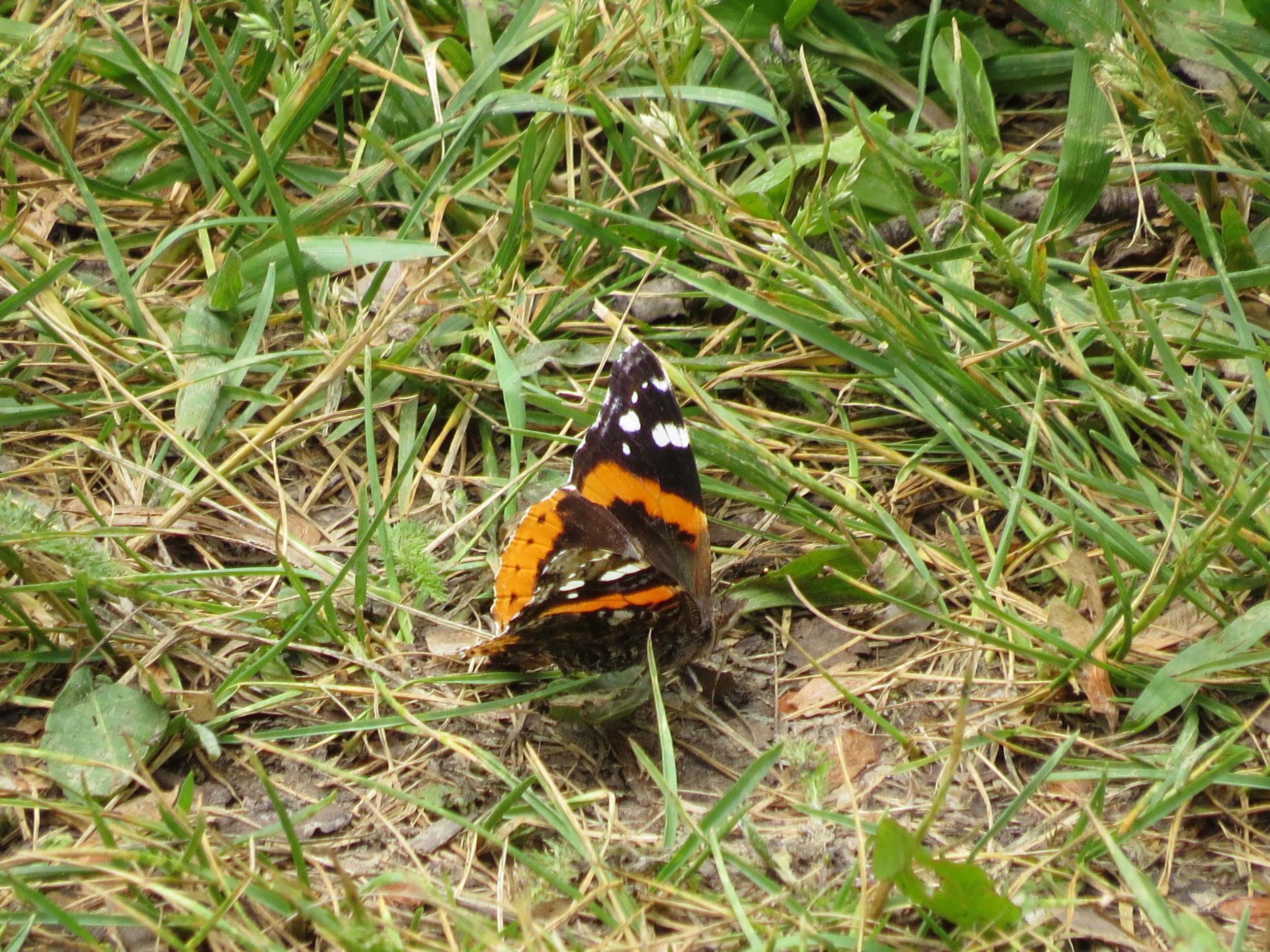 Red Admiral