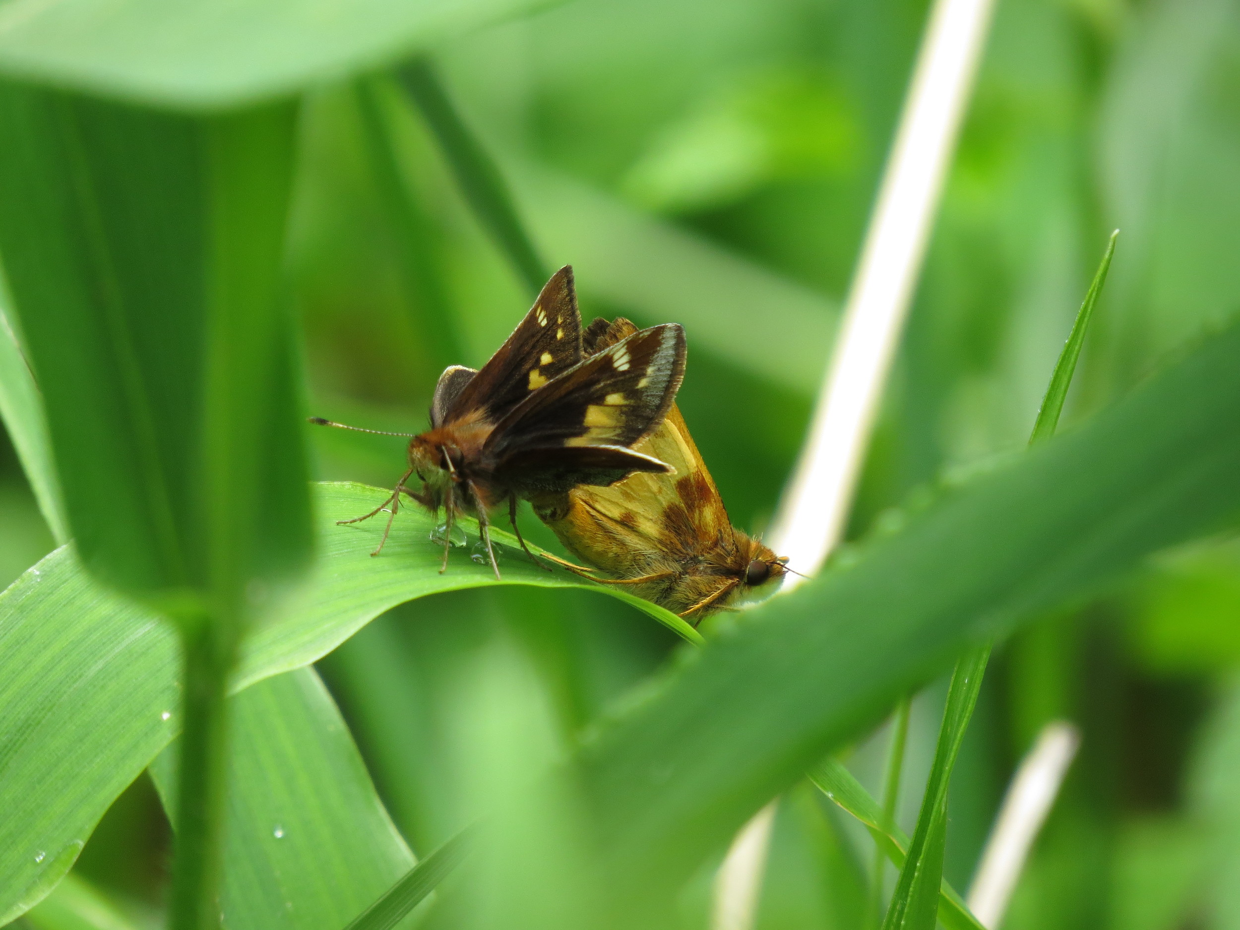 Hobomok Skipper female (left) and male (right)