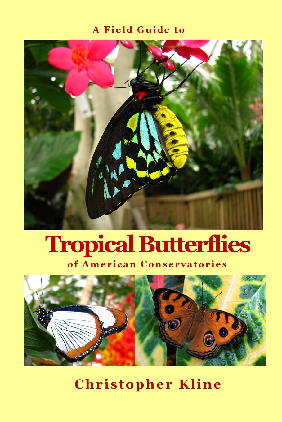 A Field Guide to Tropical Butterflies of American Conservatories —  Butterfly Ridge