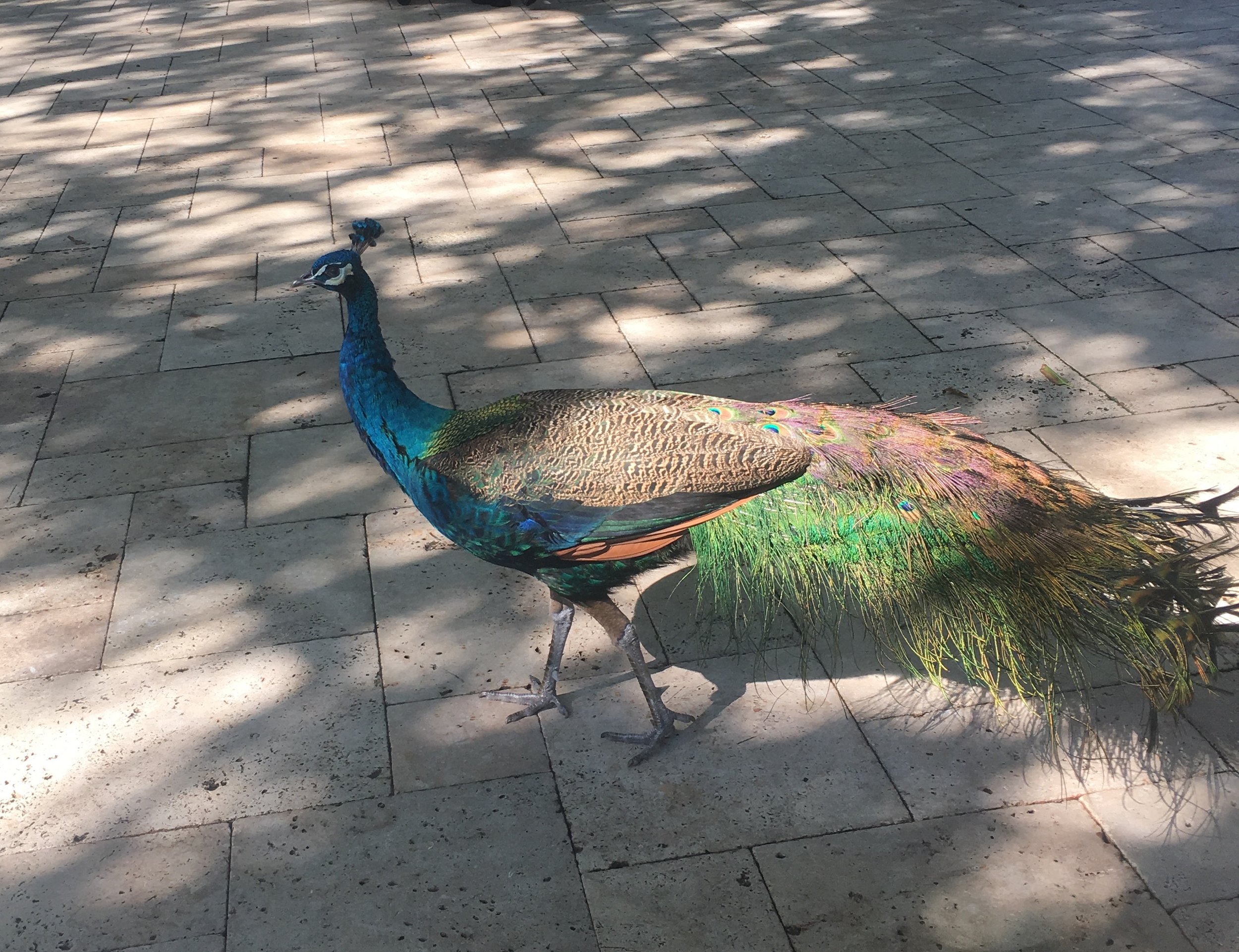 One of many Exotic Peacocks