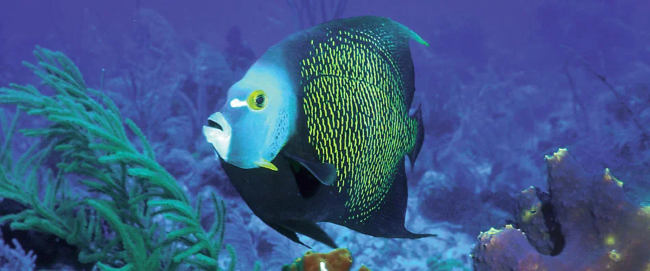 Angel Fish