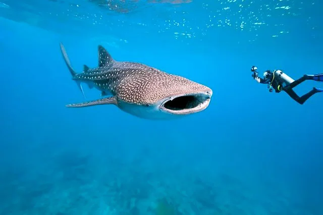 A_whaleshark-and-diver.jpg
