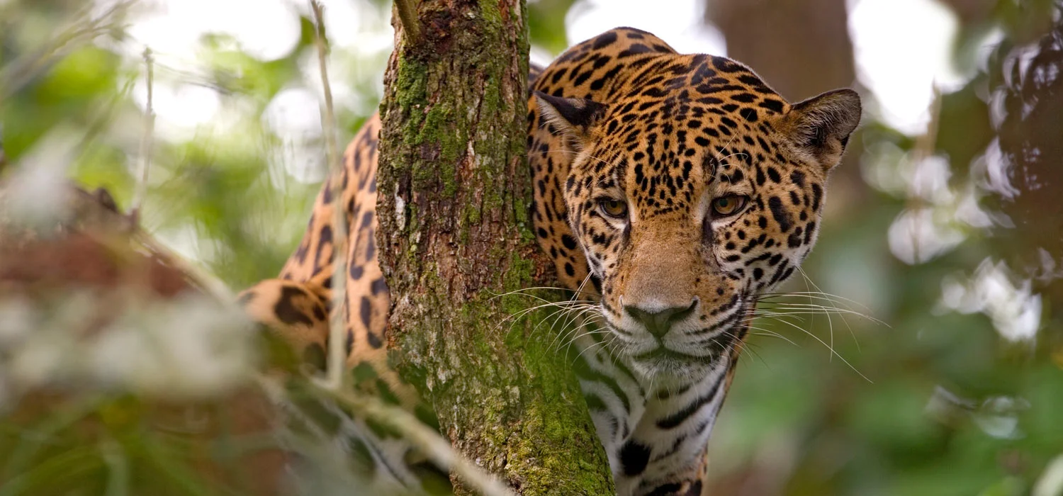 BELIZE JAGUAR