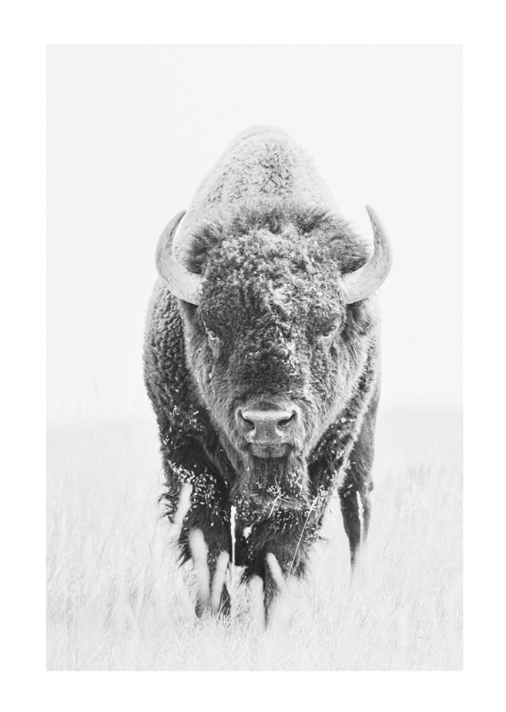 Tatanka | Photography (limited edition of 35) in white frame | 42" x 58" | $3000